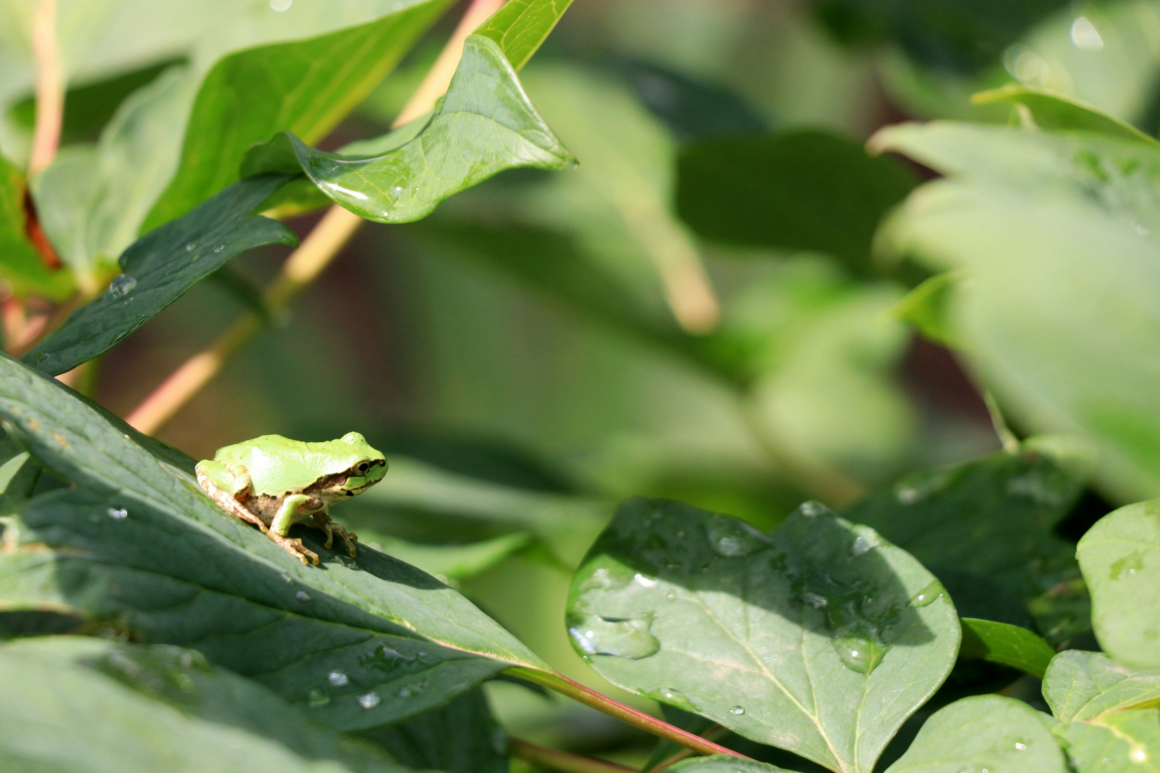 A green frog sitting on a leaf surrounded by greenery