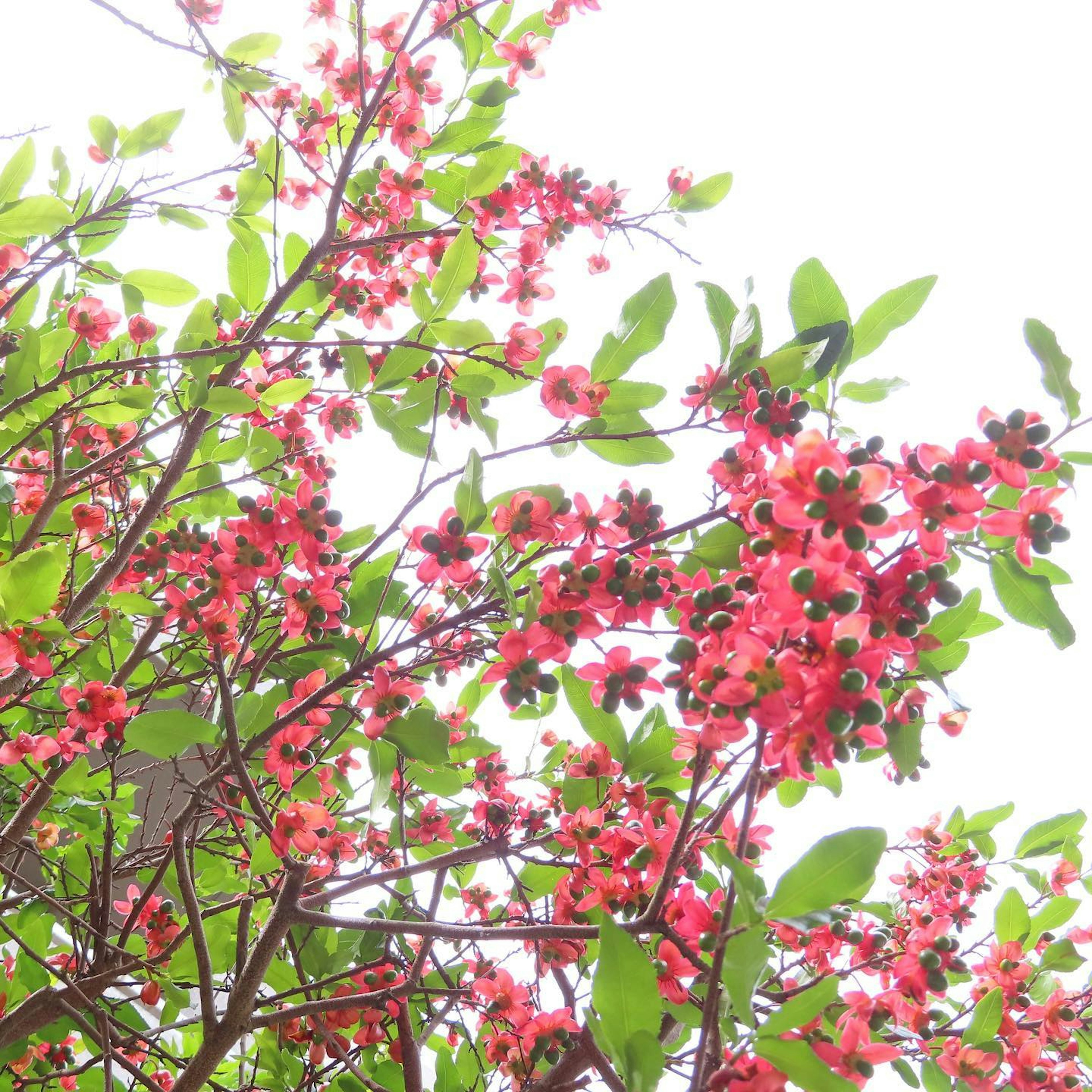 Lebendige rote Blumen und grüne Blätter im oberen Teil eines Baumes