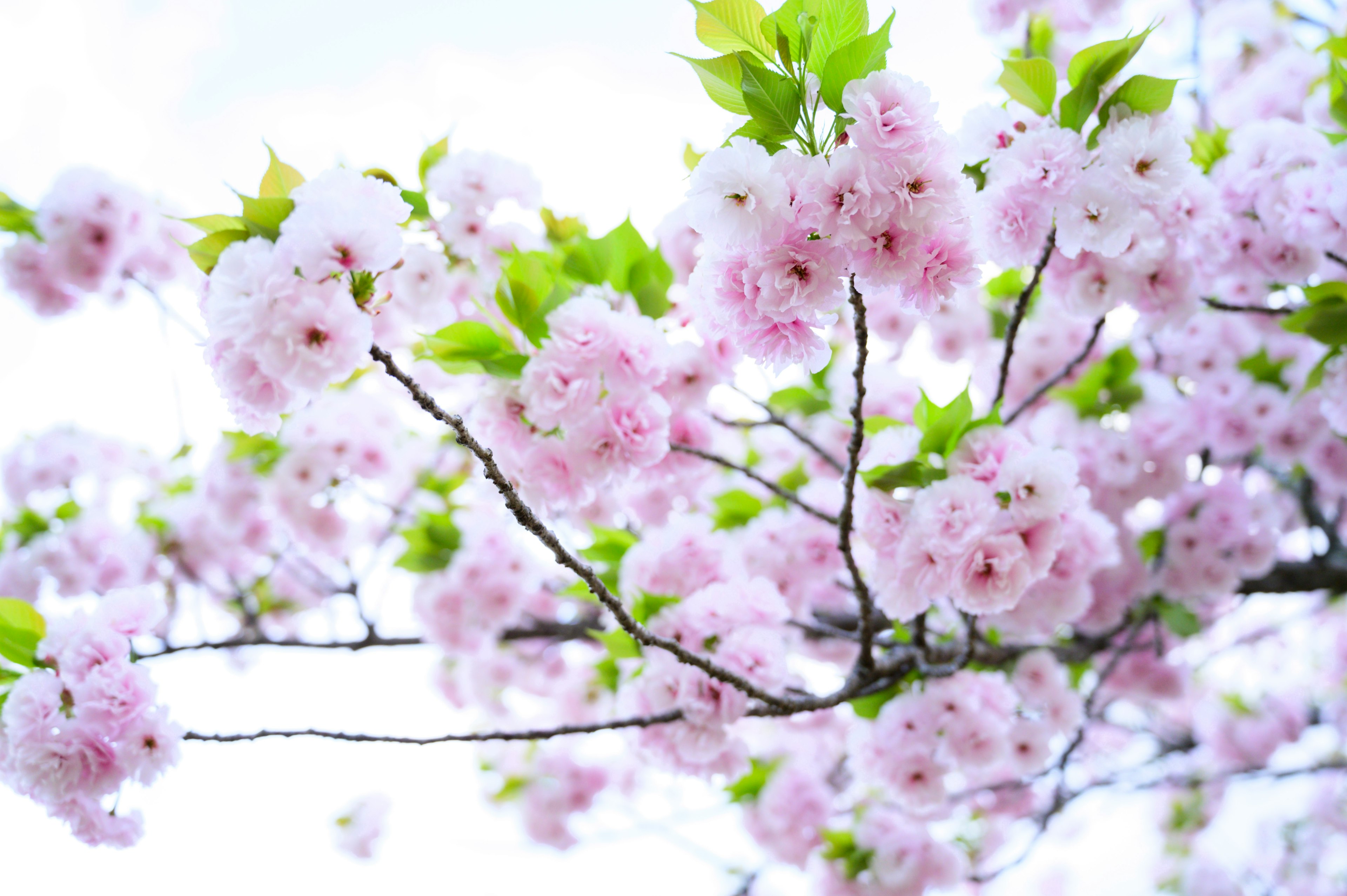 桜の花が咲いている枝のクローズアップ