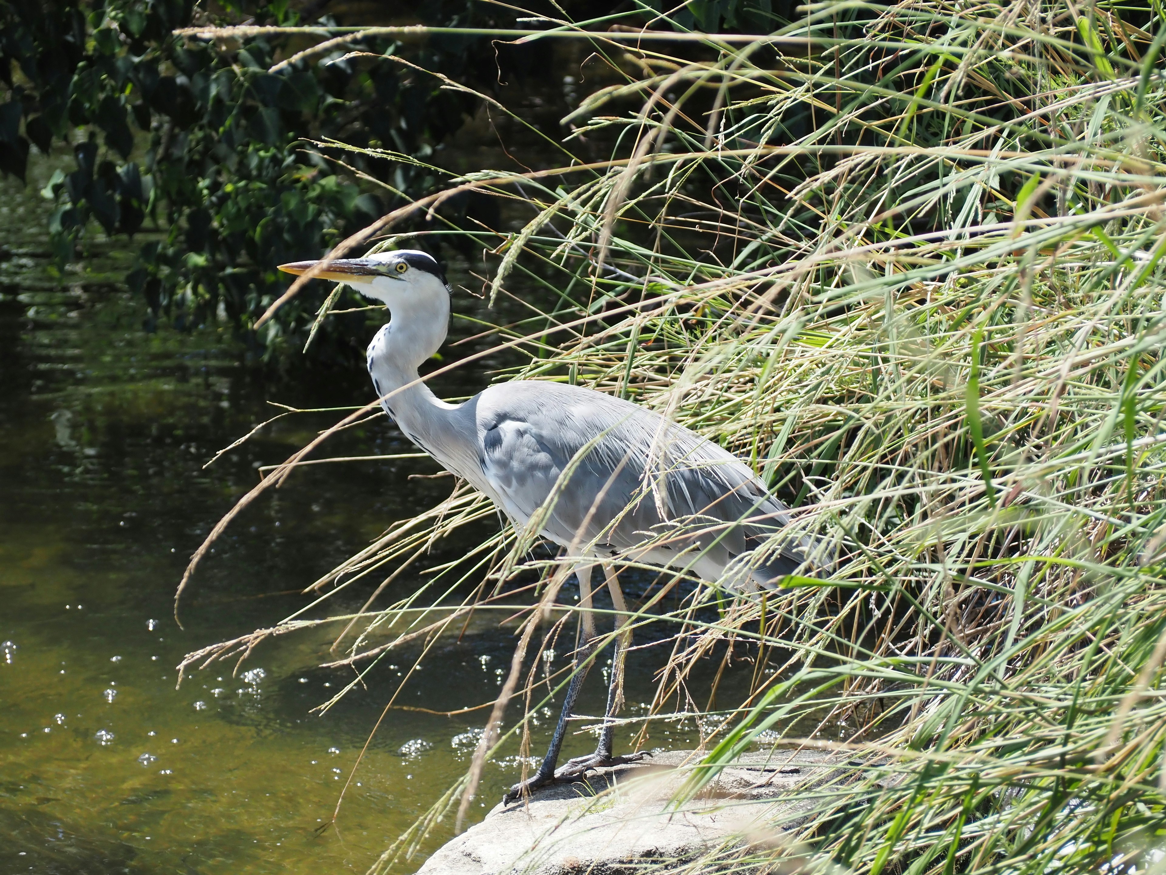 Un airone grigio in piedi al bordo dell'acqua parzialmente nascosto dall'erba