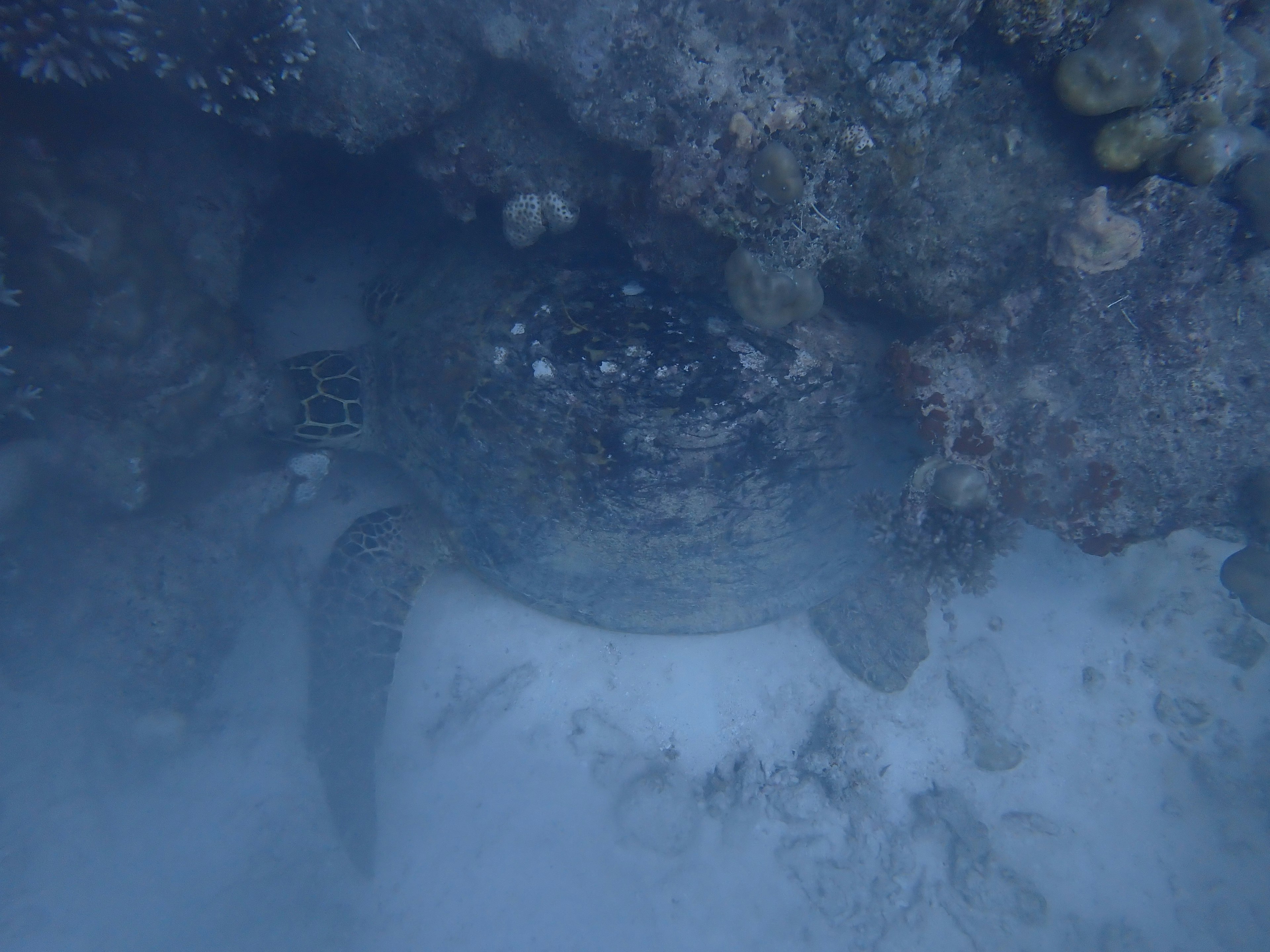 Bild einer Schildkröte, die sich unter Wasser zwischen Korallen versteckt