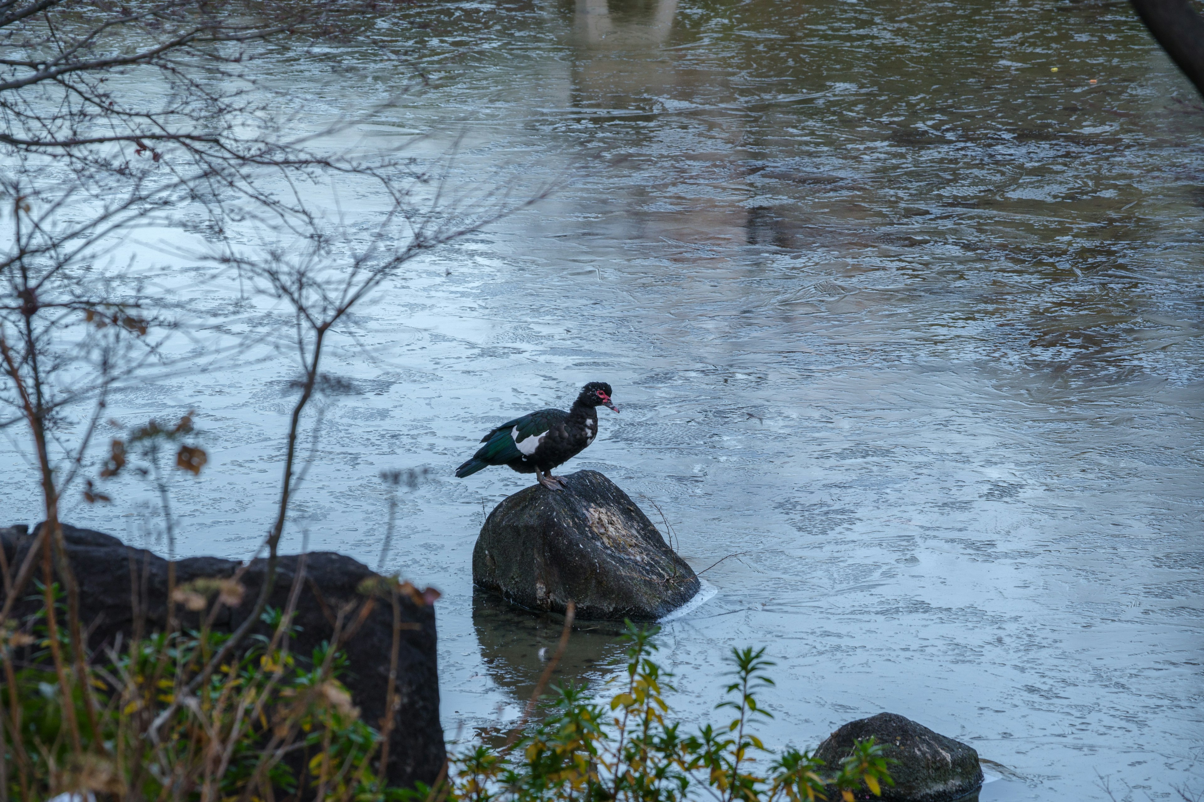 Seekor bebek muscovy jantan berdiri di atas batu dalam pemandangan air yang tenang