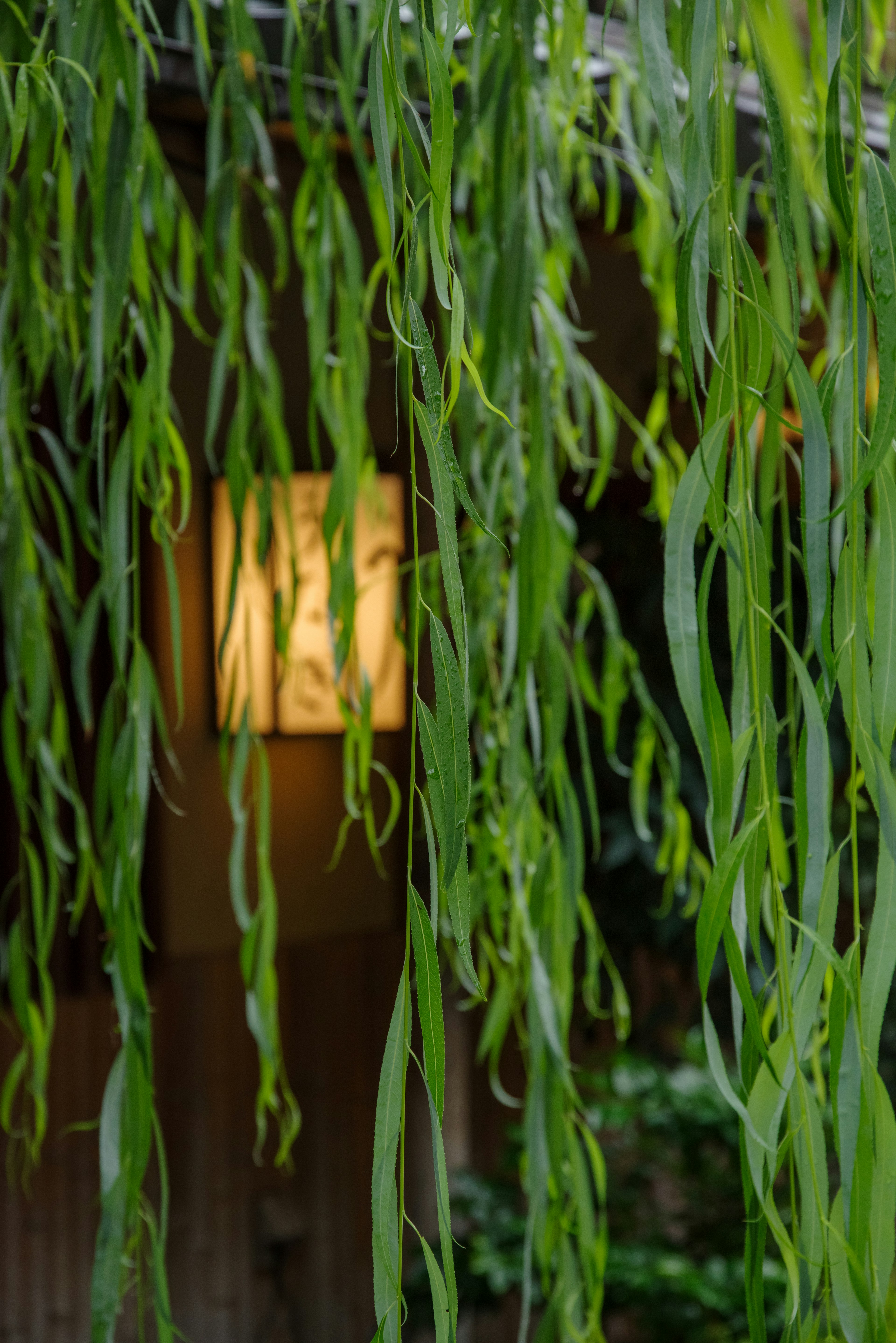 Ramas de sauce verdes colgando con una luz suave iluminando una lámpara