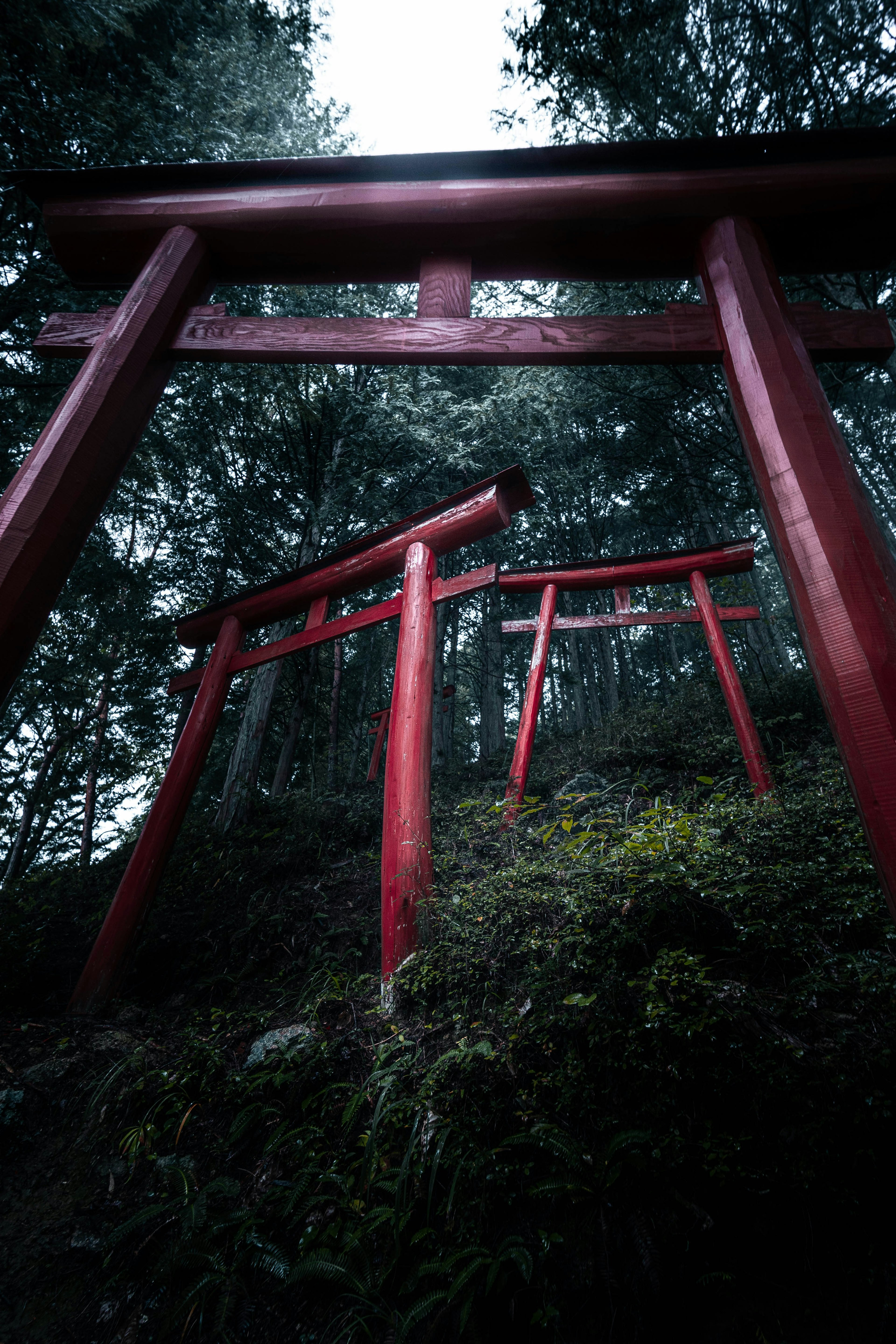 Cổng torii đỏ đứng trong không gian rừng