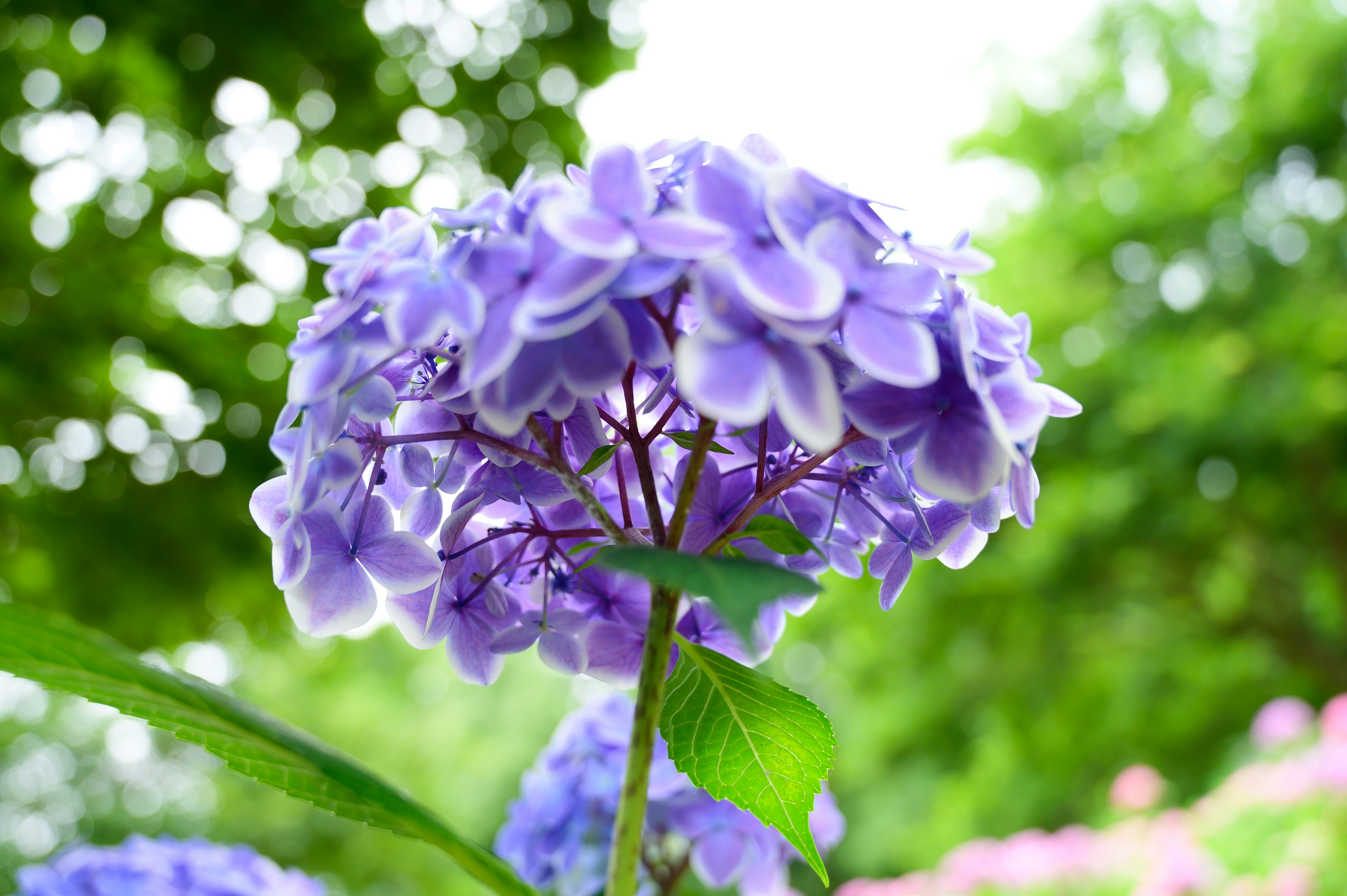 紫色のアジサイの花が緑の葉の上に咲いている