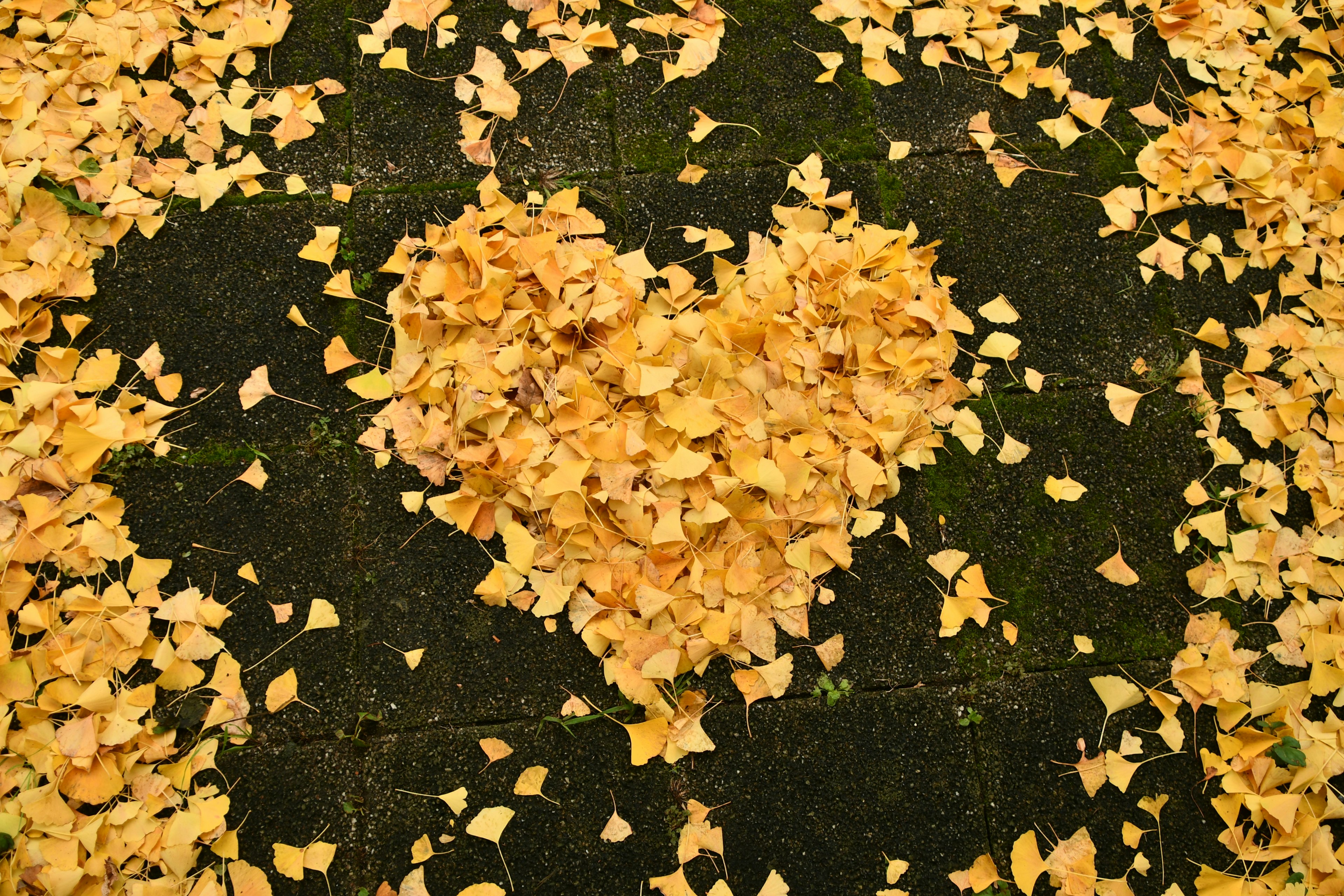 Forma di cuore fatta di foglie gialle sul terreno