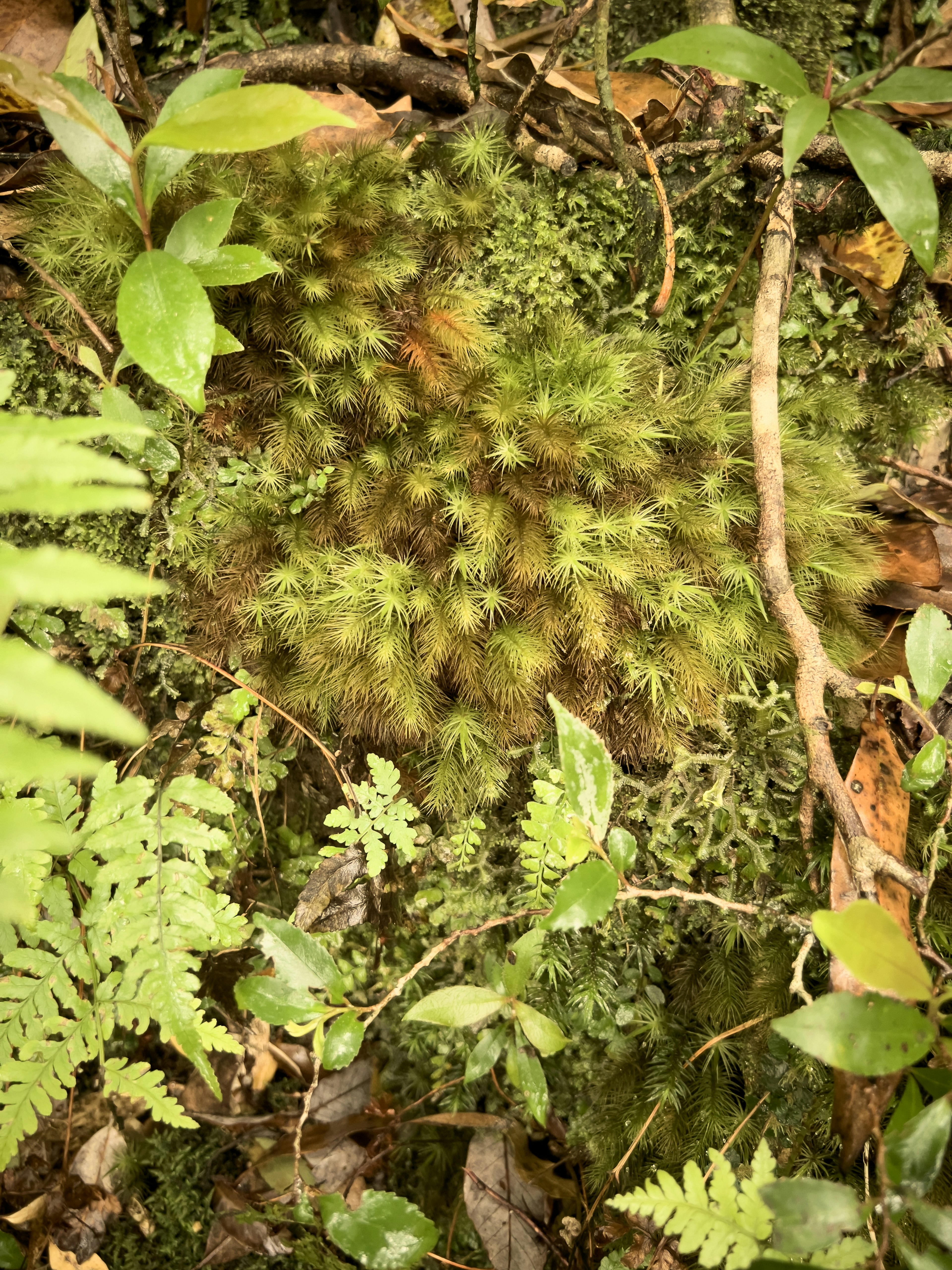 Detail tampilan lantai hutan yang ditutupi daun hijau dan lumut