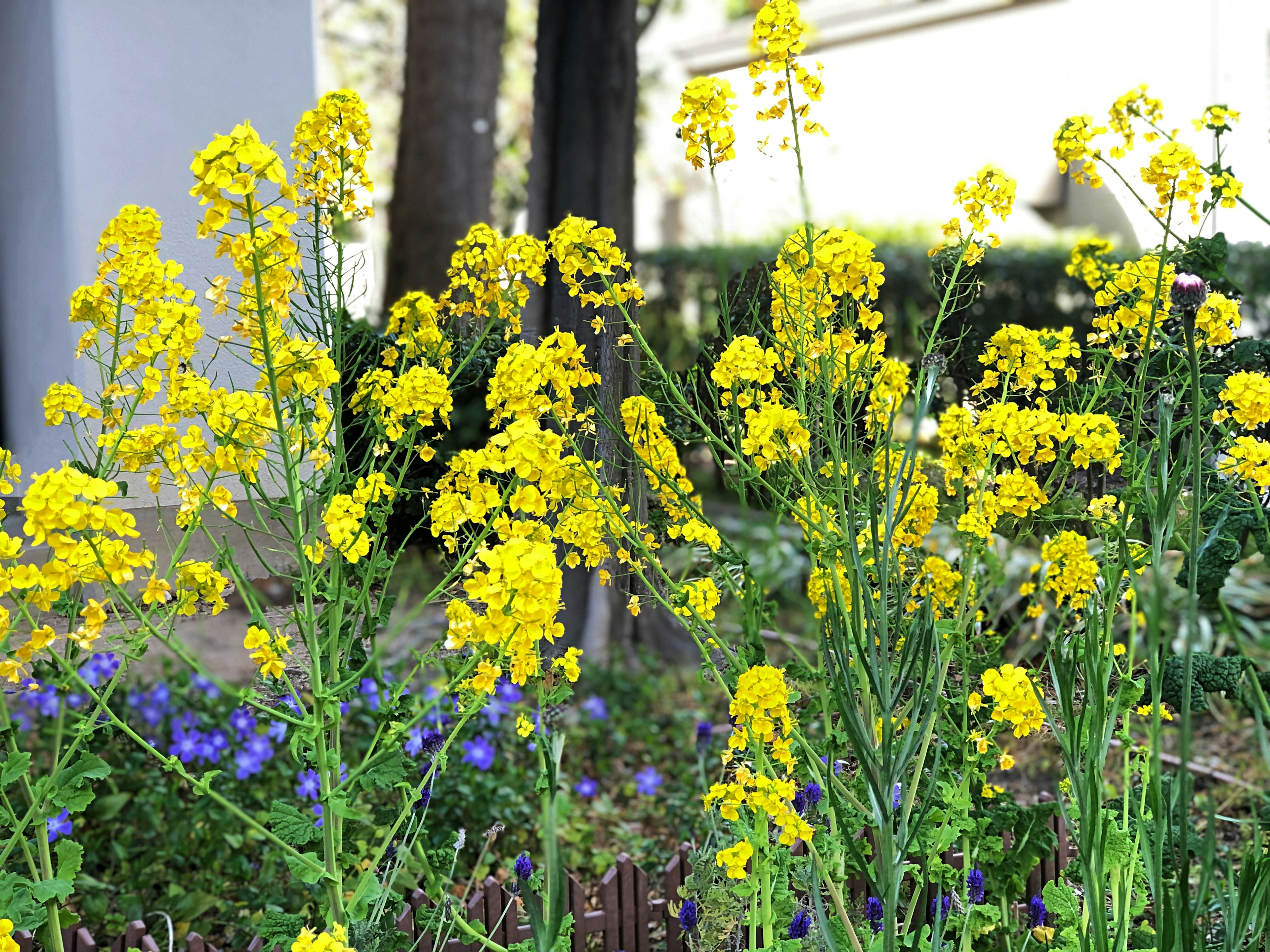 Ansammlung von leuchtend gelben Blumen mit grünen Stängeln und lila Blumen im Hintergrund