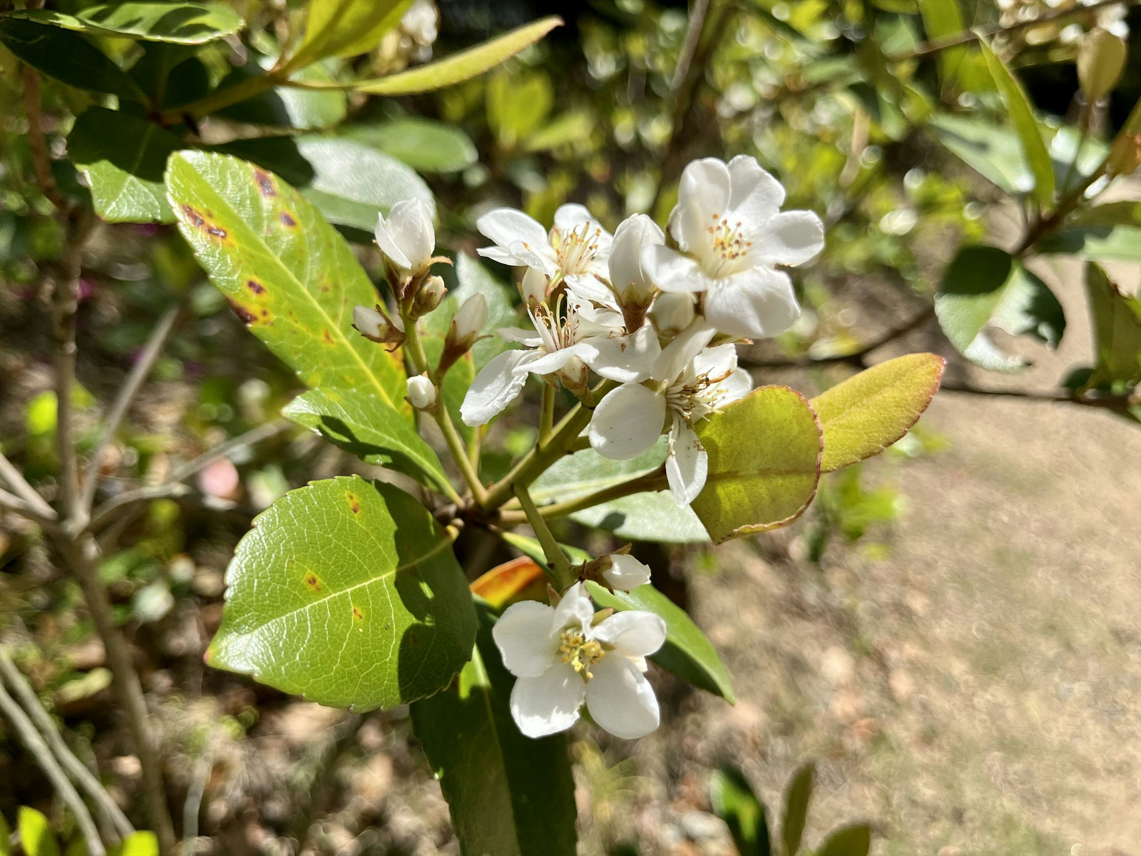 特寫一株有白花和綠葉的植物