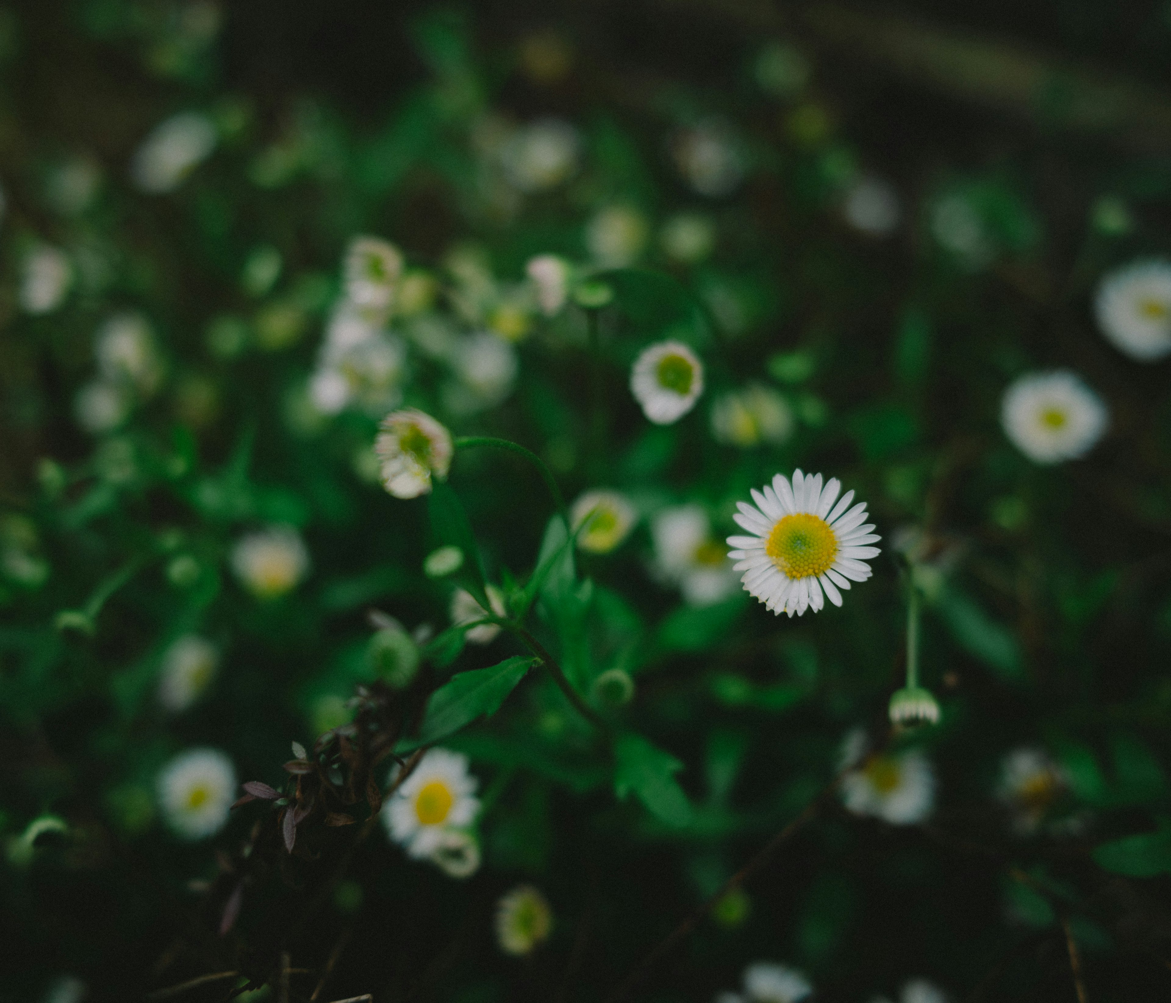 A prominent white flower among a cluster of daisies on a green background