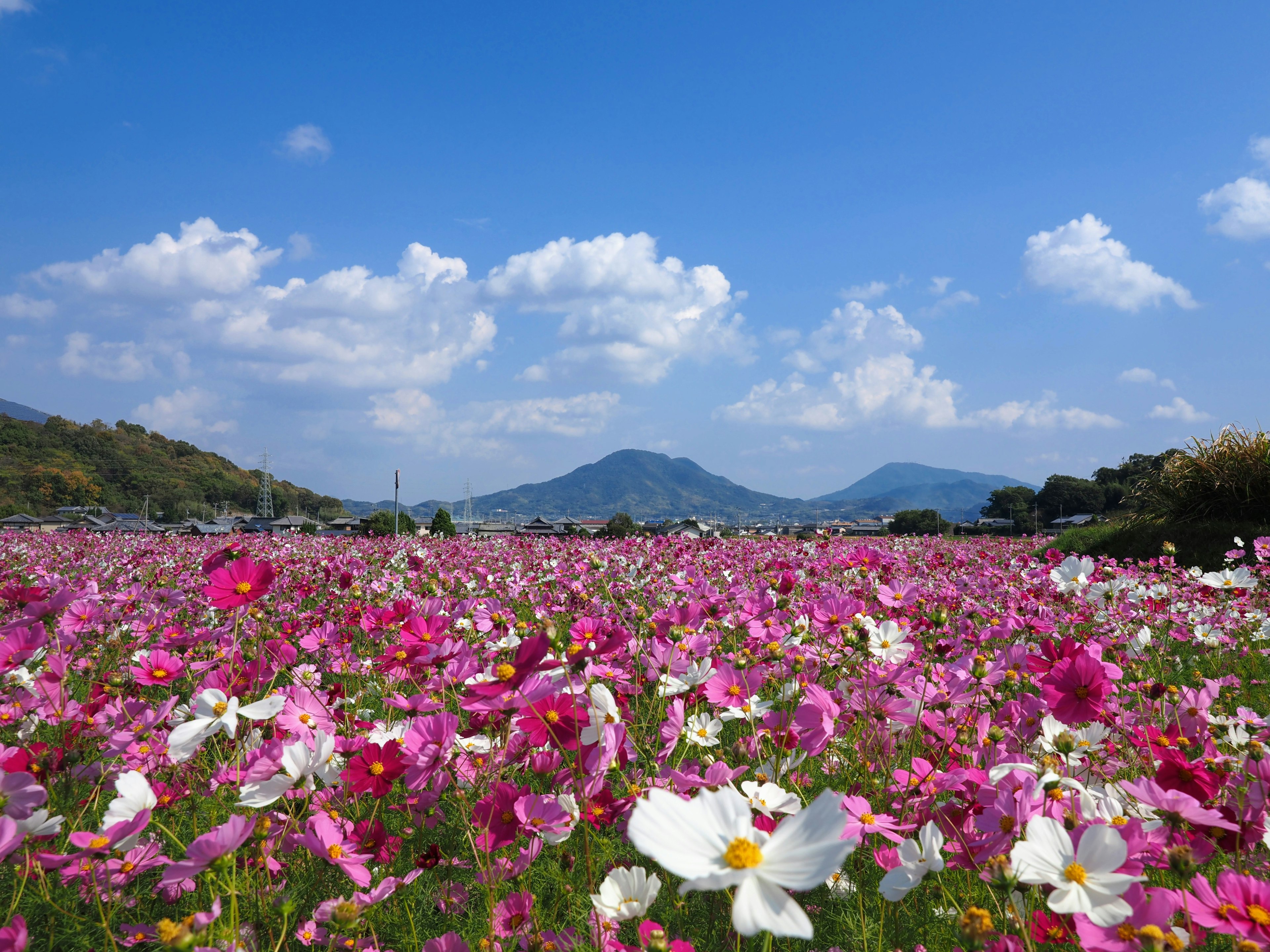 Amplio campo de flores con flores coloridas bajo un cielo azul y montañas