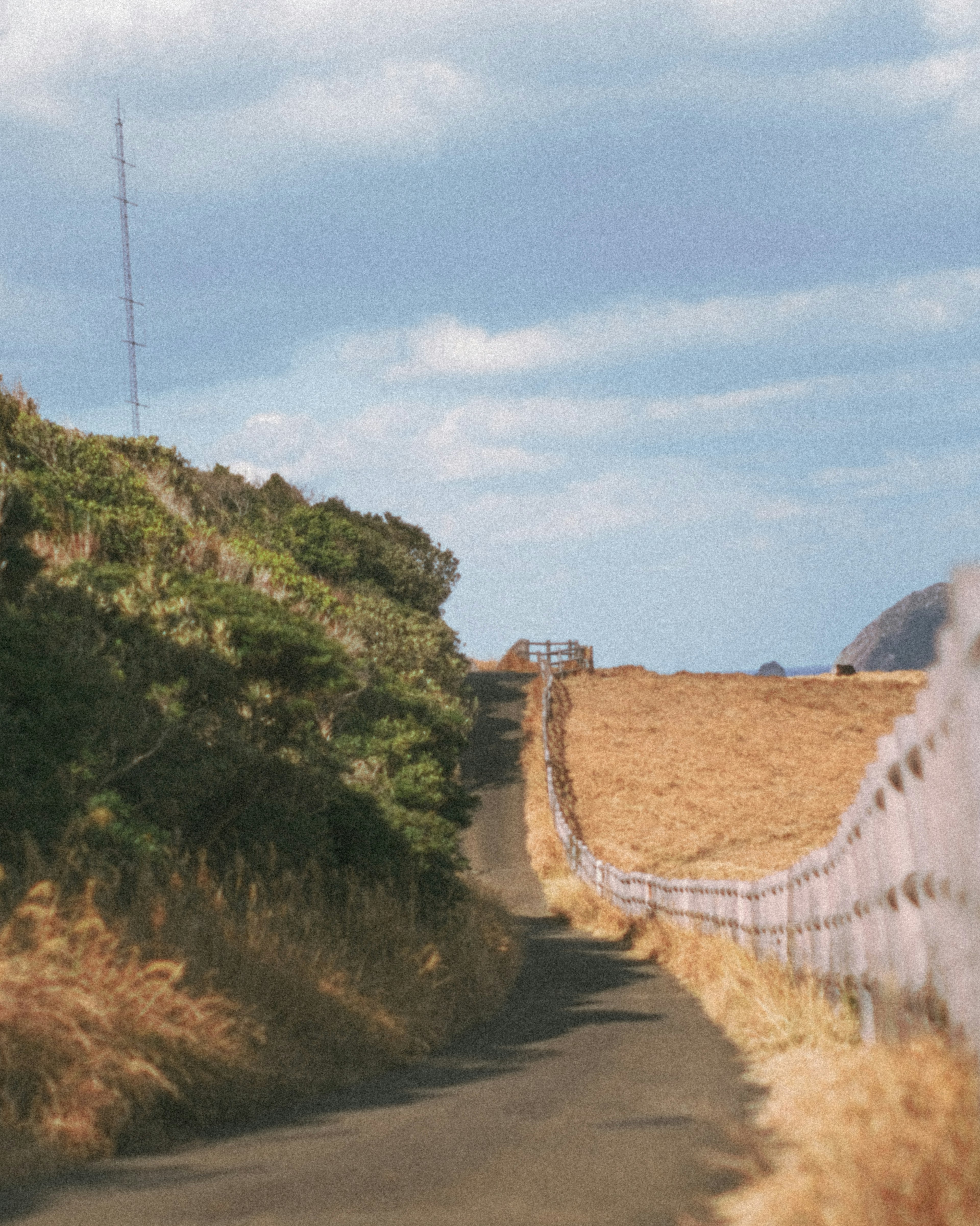 緑の木々と乾燥した草地に囲まれた舗装された道が続く風景