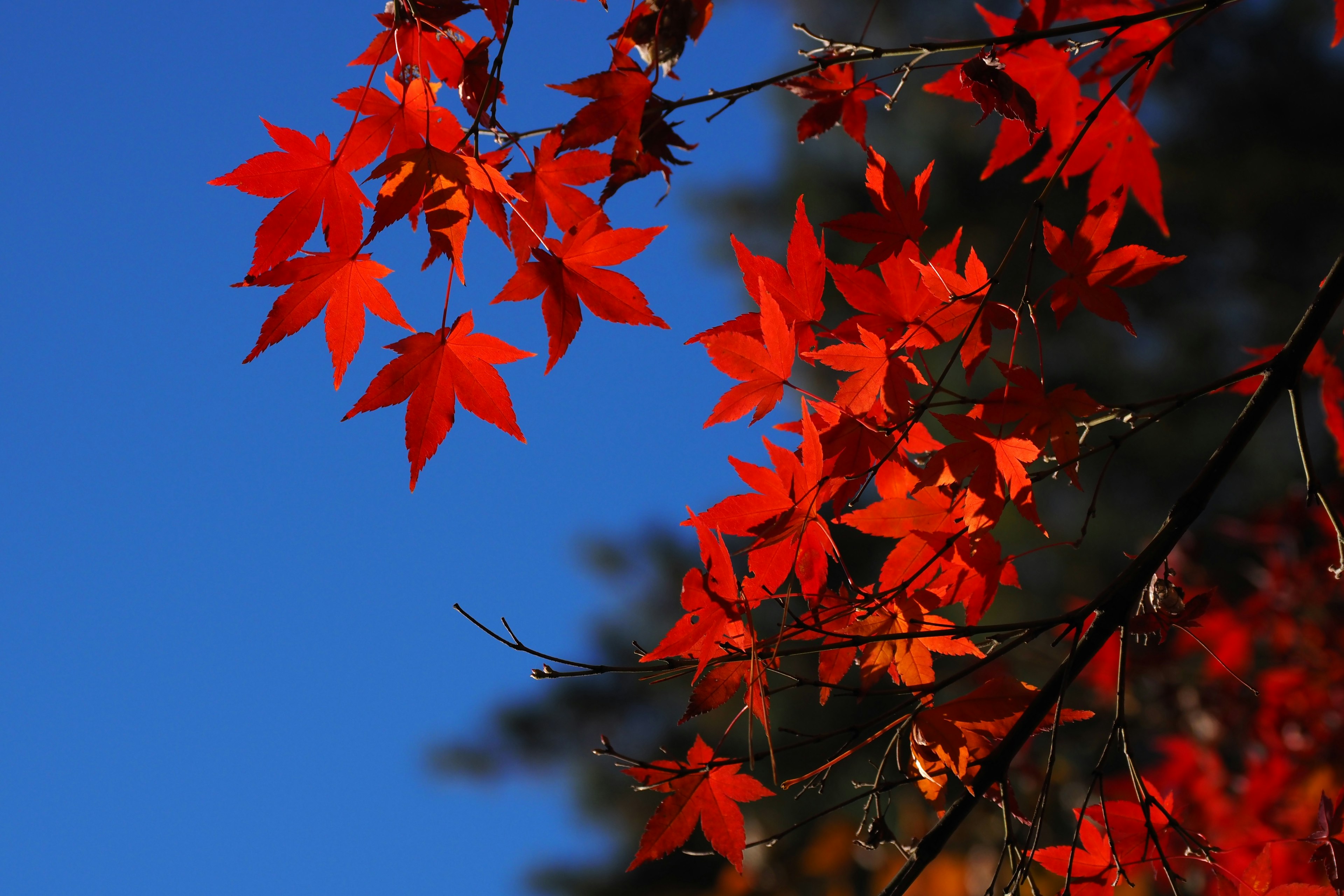 Daun maple merah cerah di bawah langit biru yang cerah