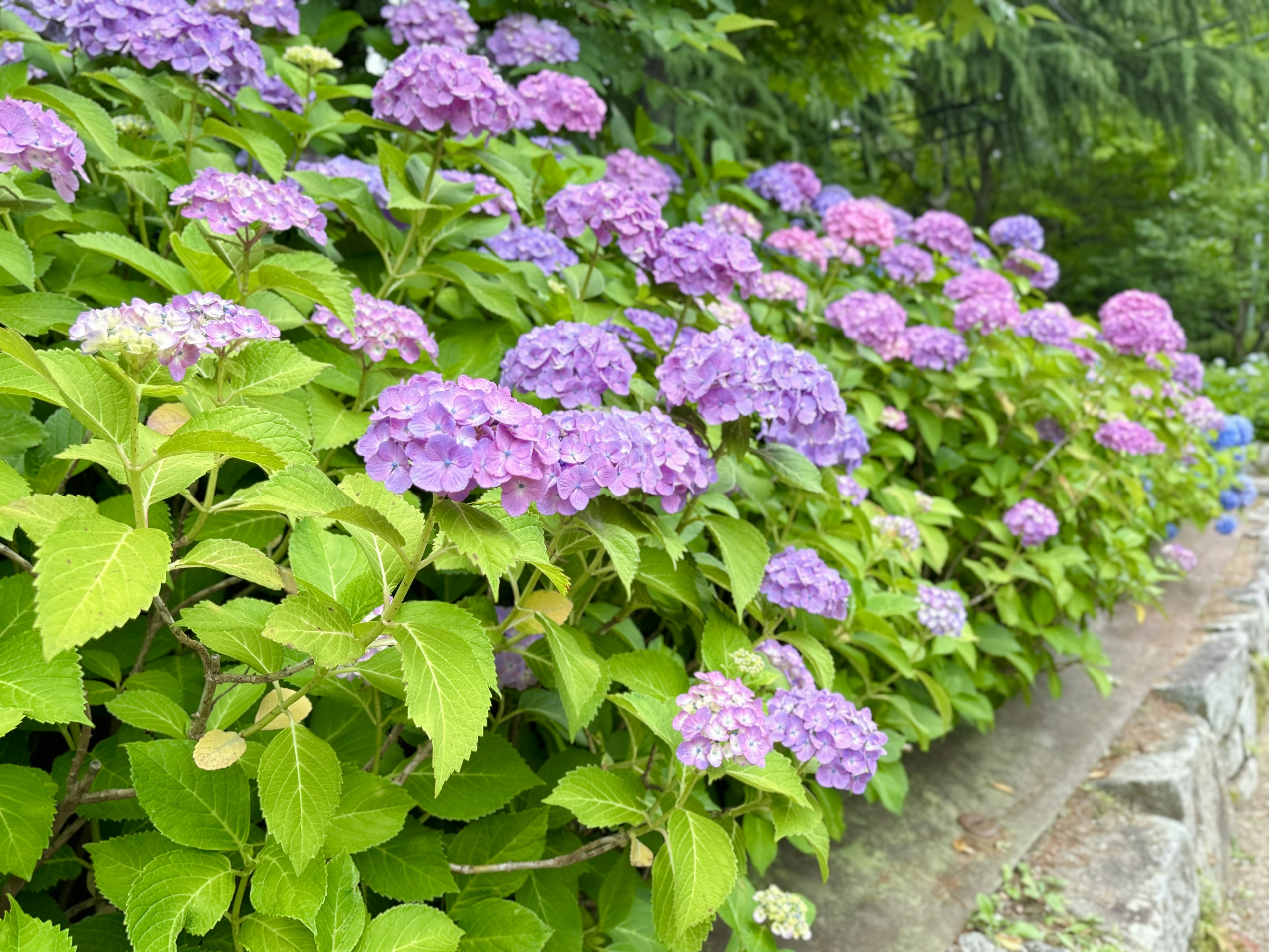 紫色と青色のアジサイの花が咲く緑豊かな庭の風景