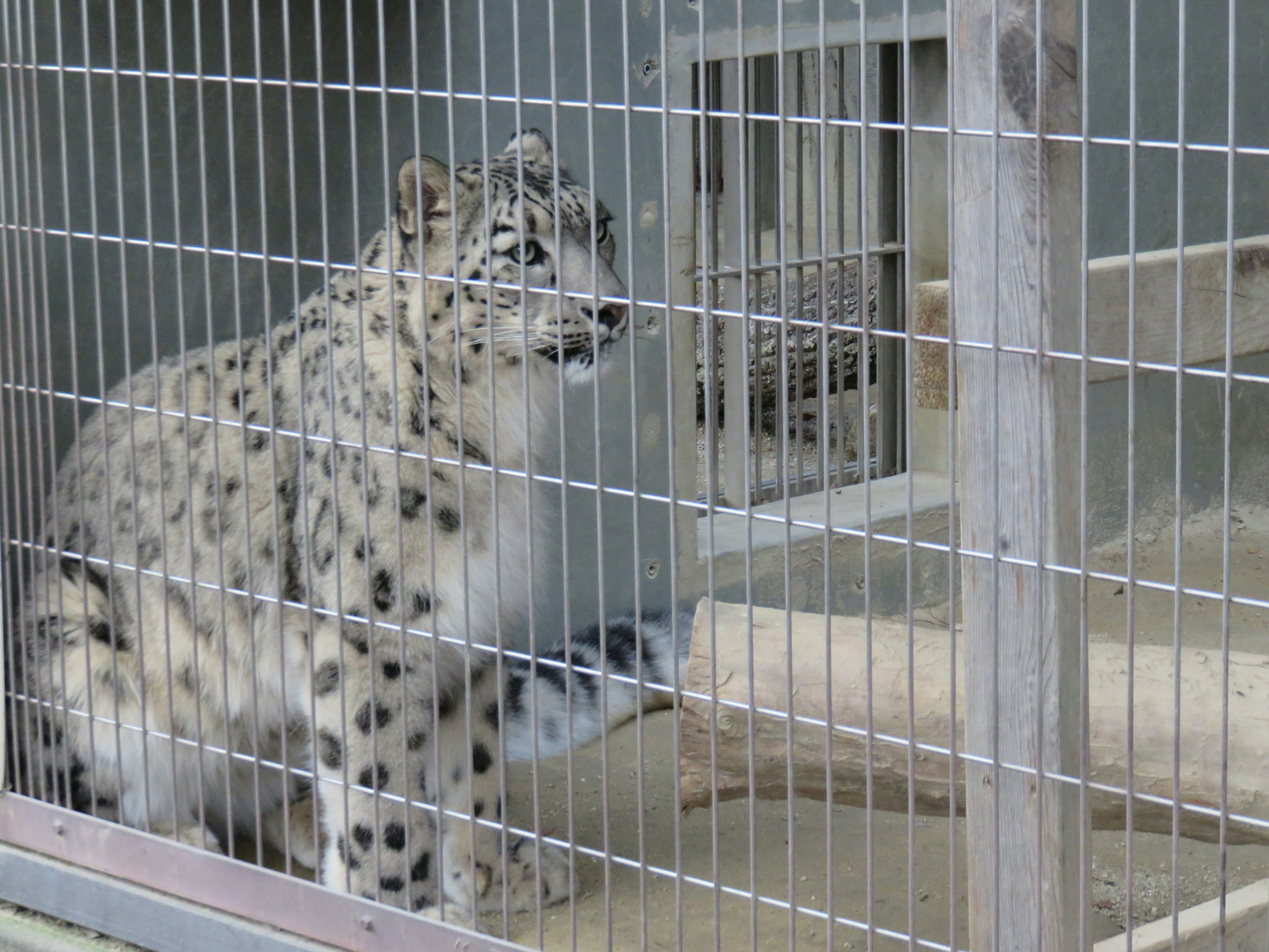 Snow leopard in a cage looking alert