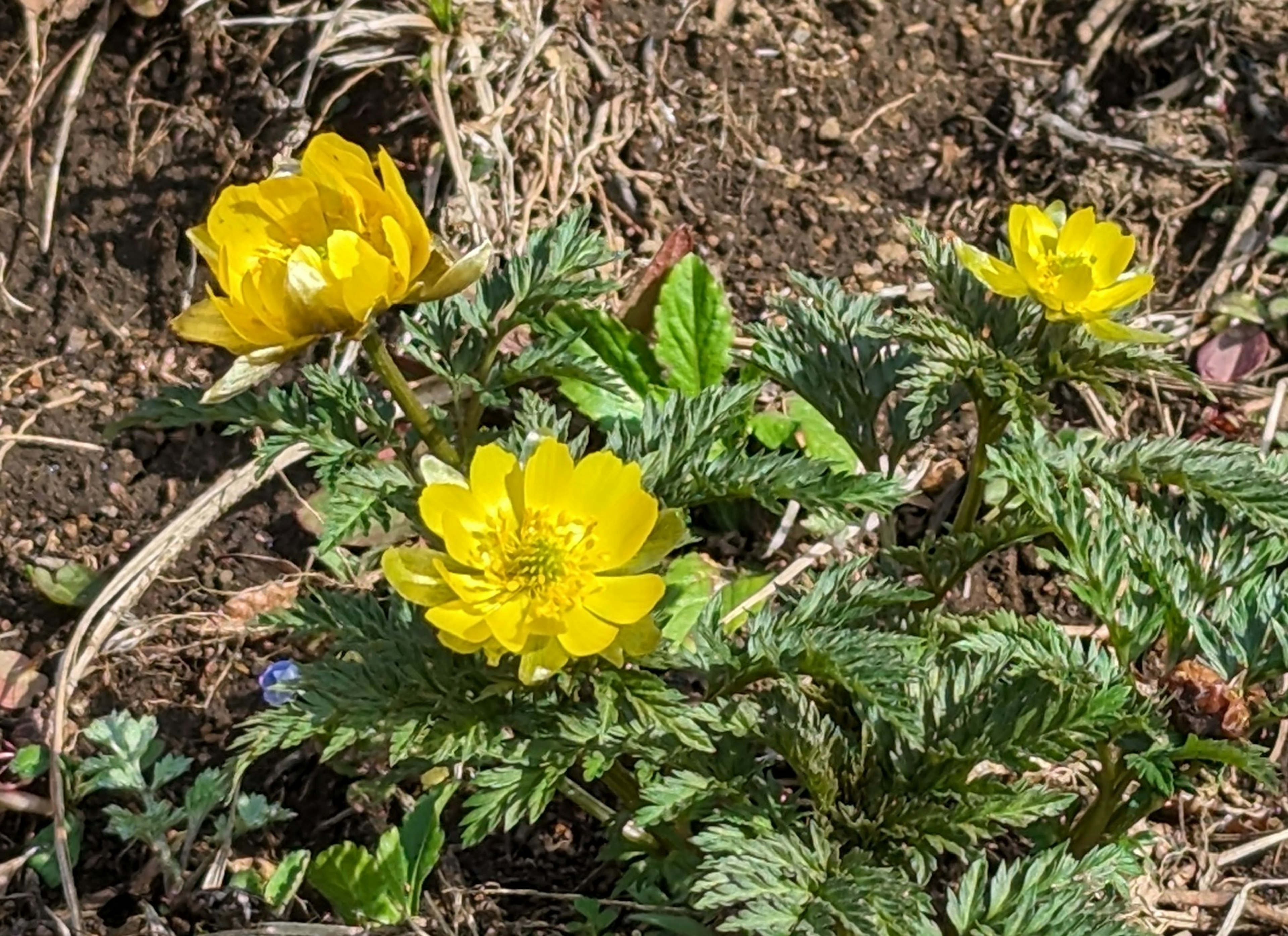 Bunga kuning cerah mekar di dedaunan hijau