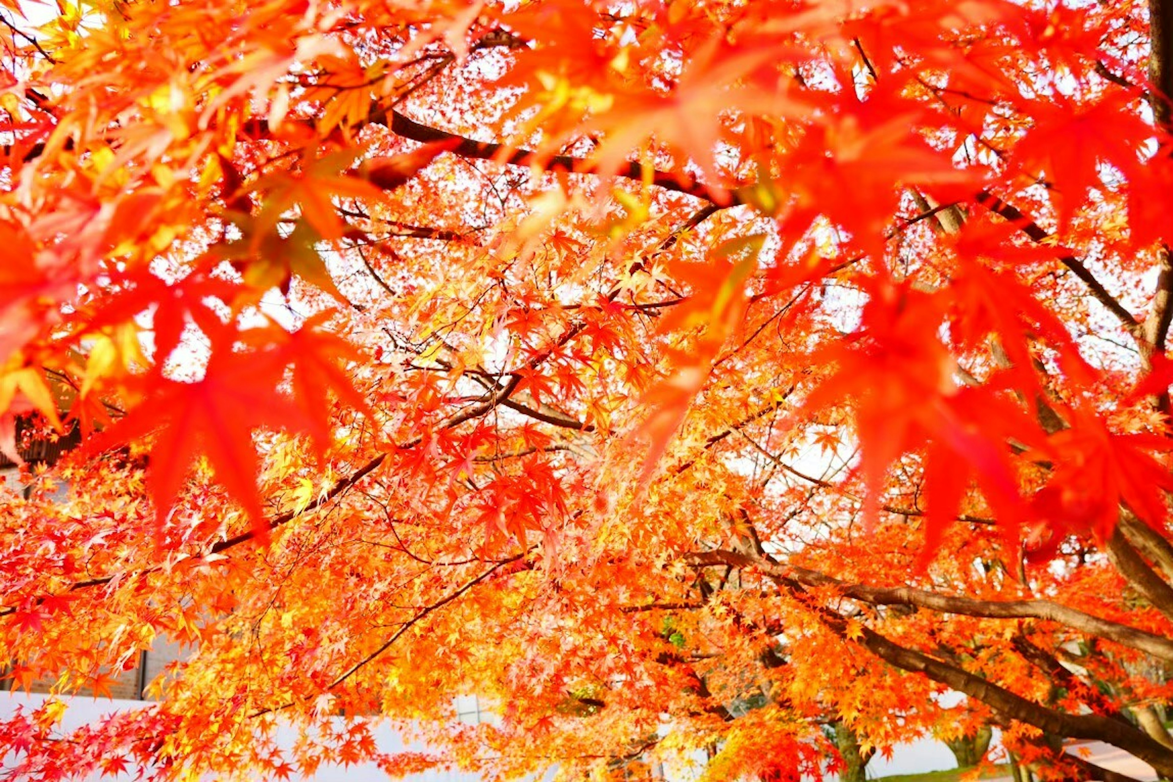 鮮やかな紅葉したもみじの葉が枝に広がる風景