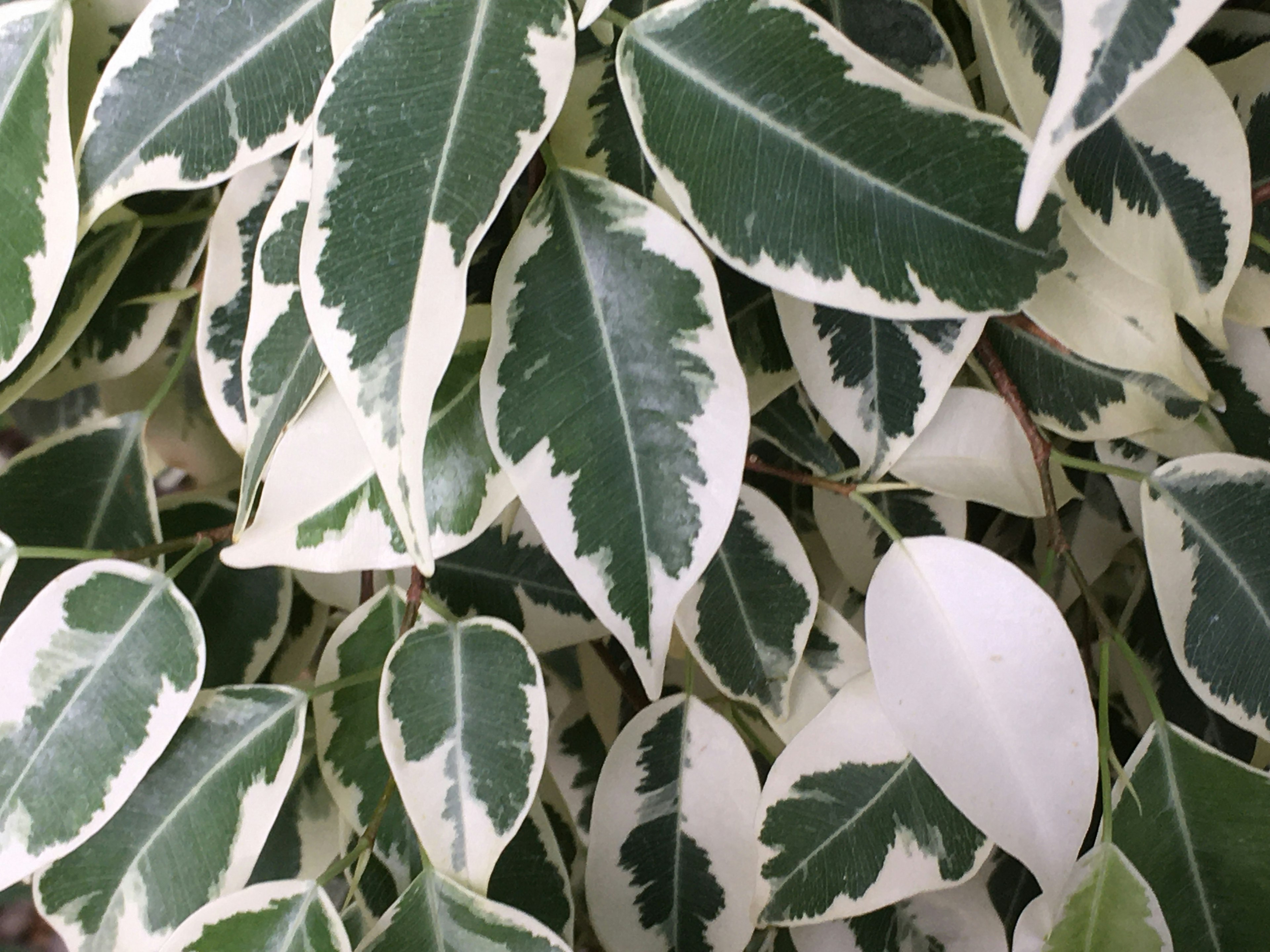 Close-up of green and white variegated leaves