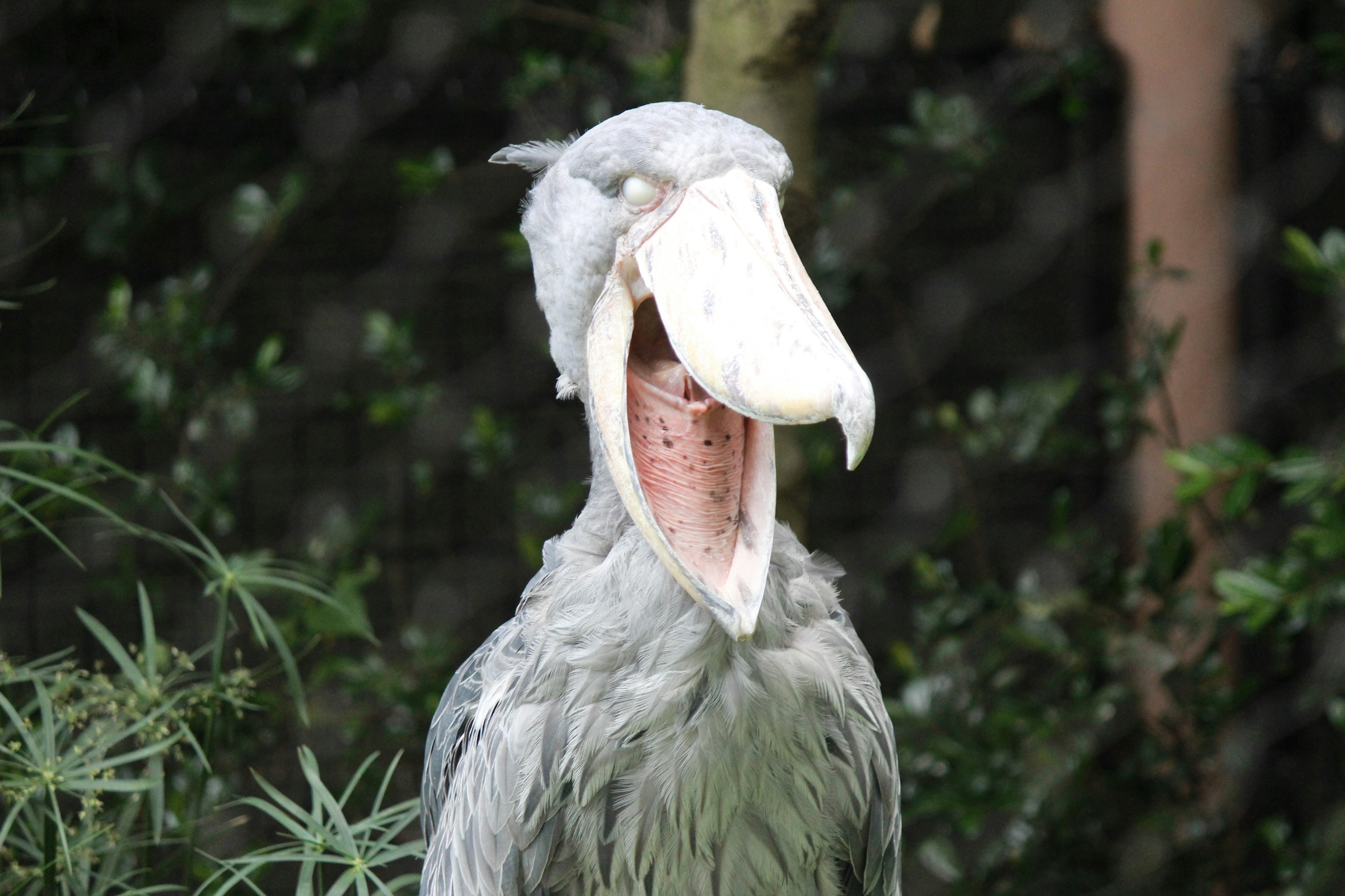 A shoebill bird with a wide open mouth against a green background