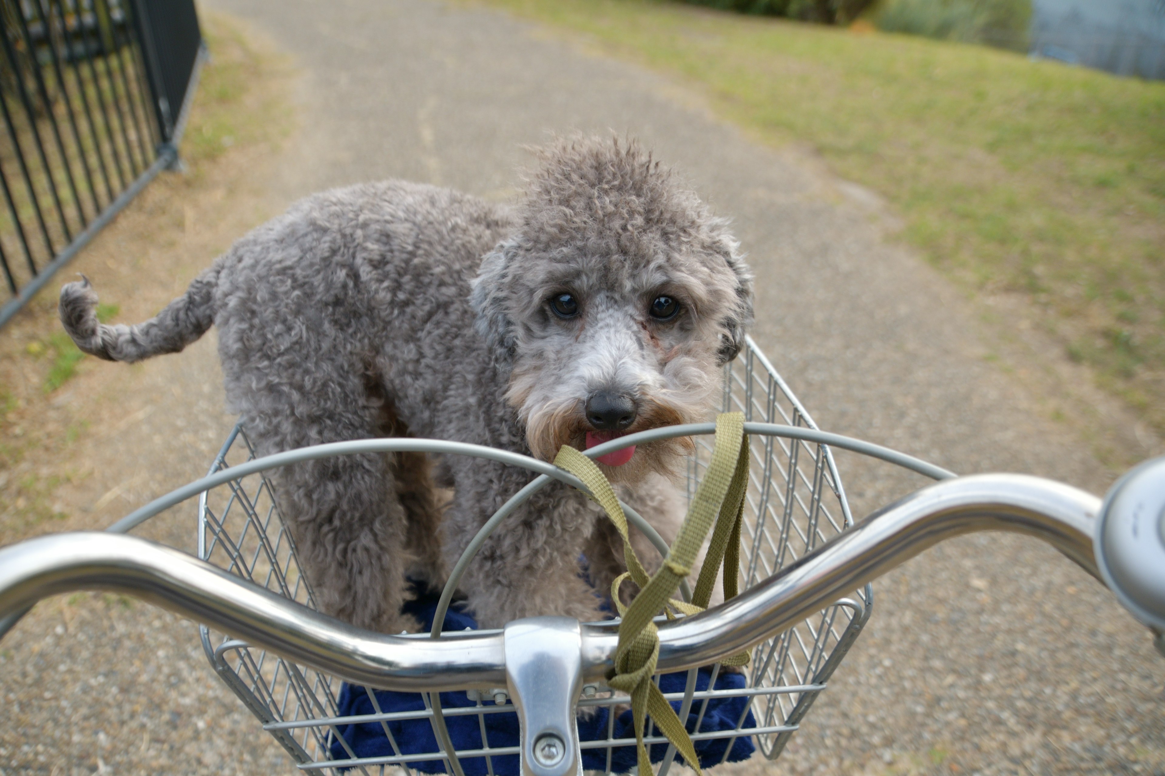 自転車のカゴにいる毛のふわふわした犬がリードをくわえている