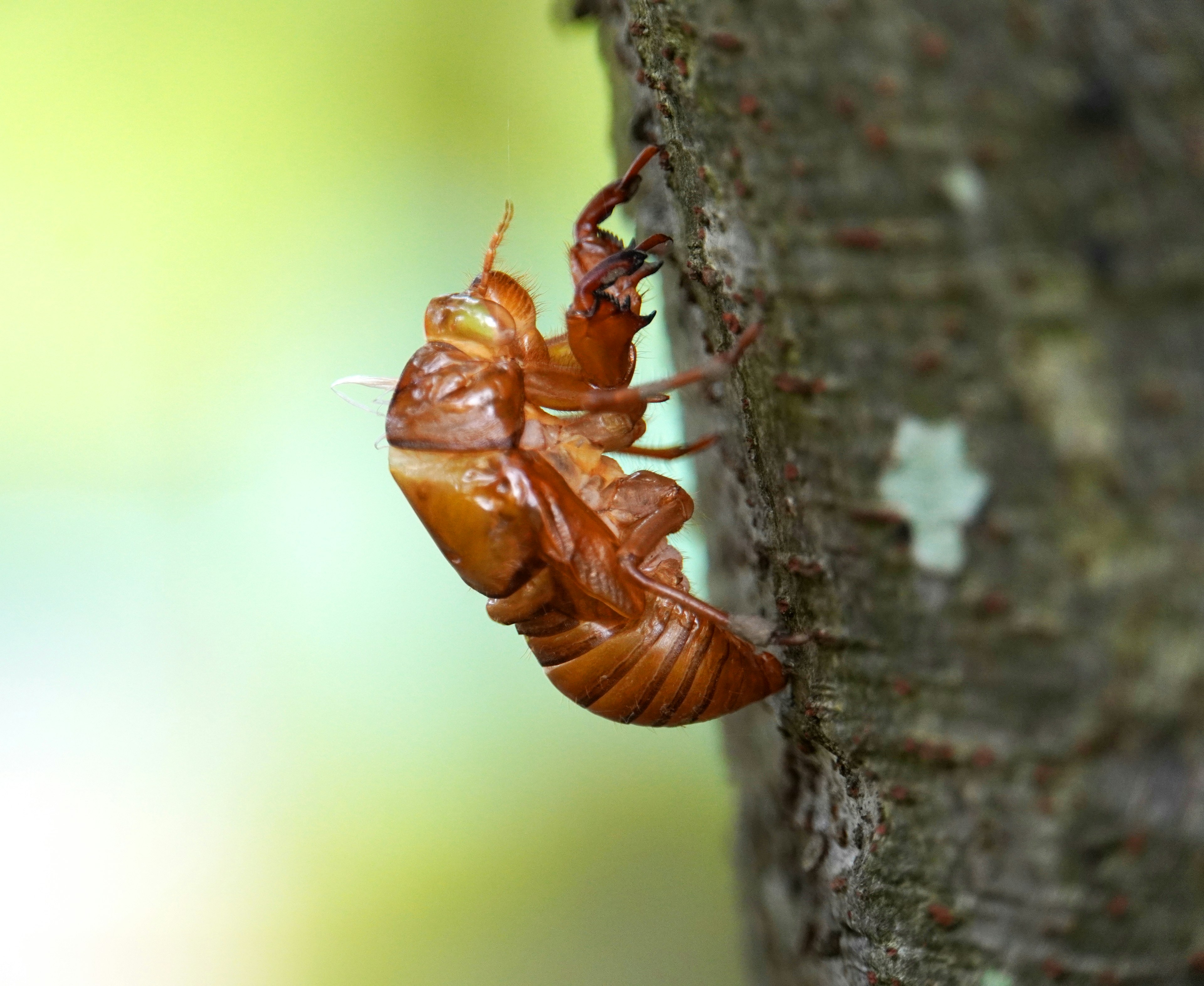 Brown cicada perched on a tree trunk