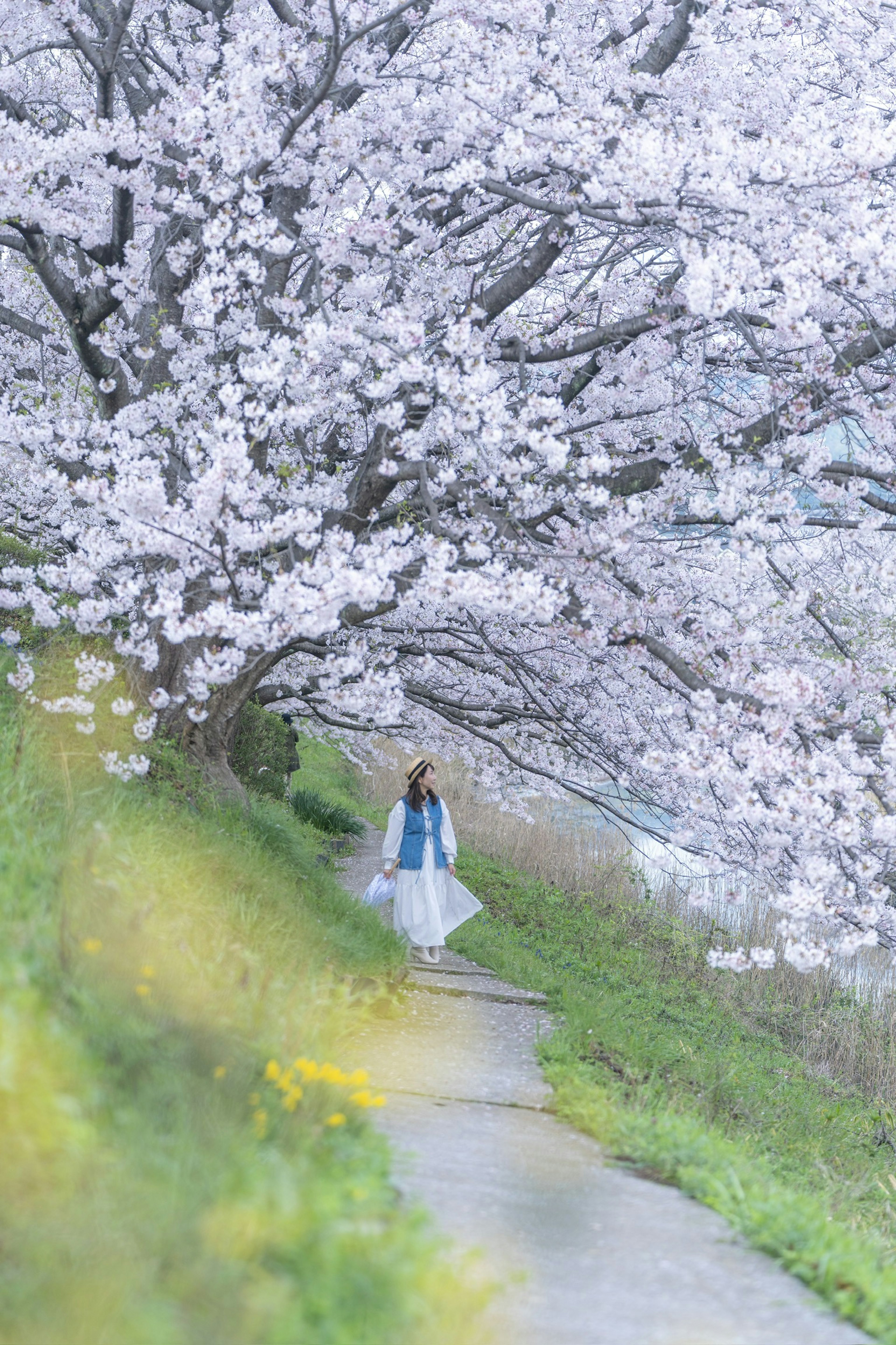 Femme marchant sous un cerisier en fleurs