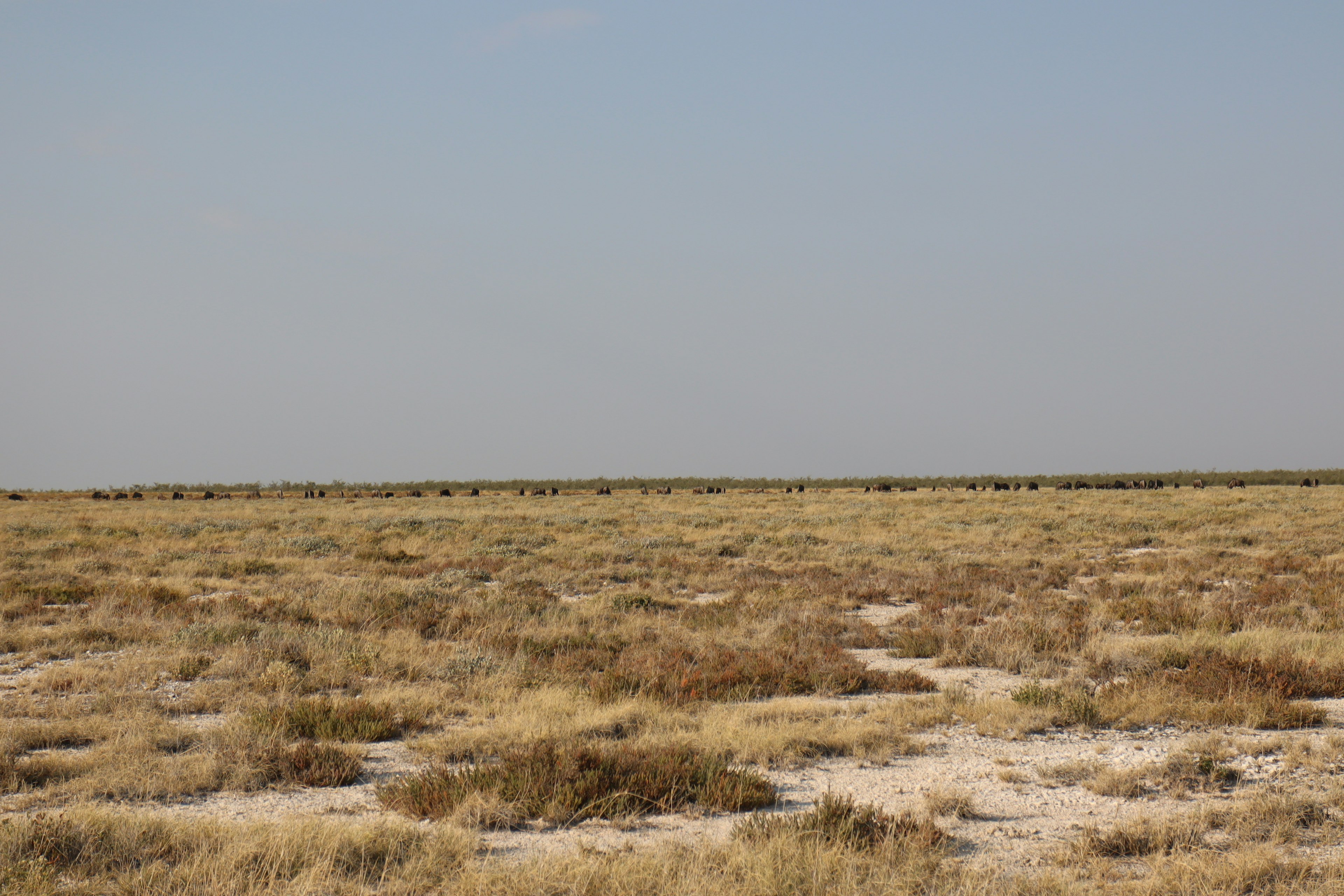 Expansive dry grassland under a blue sky