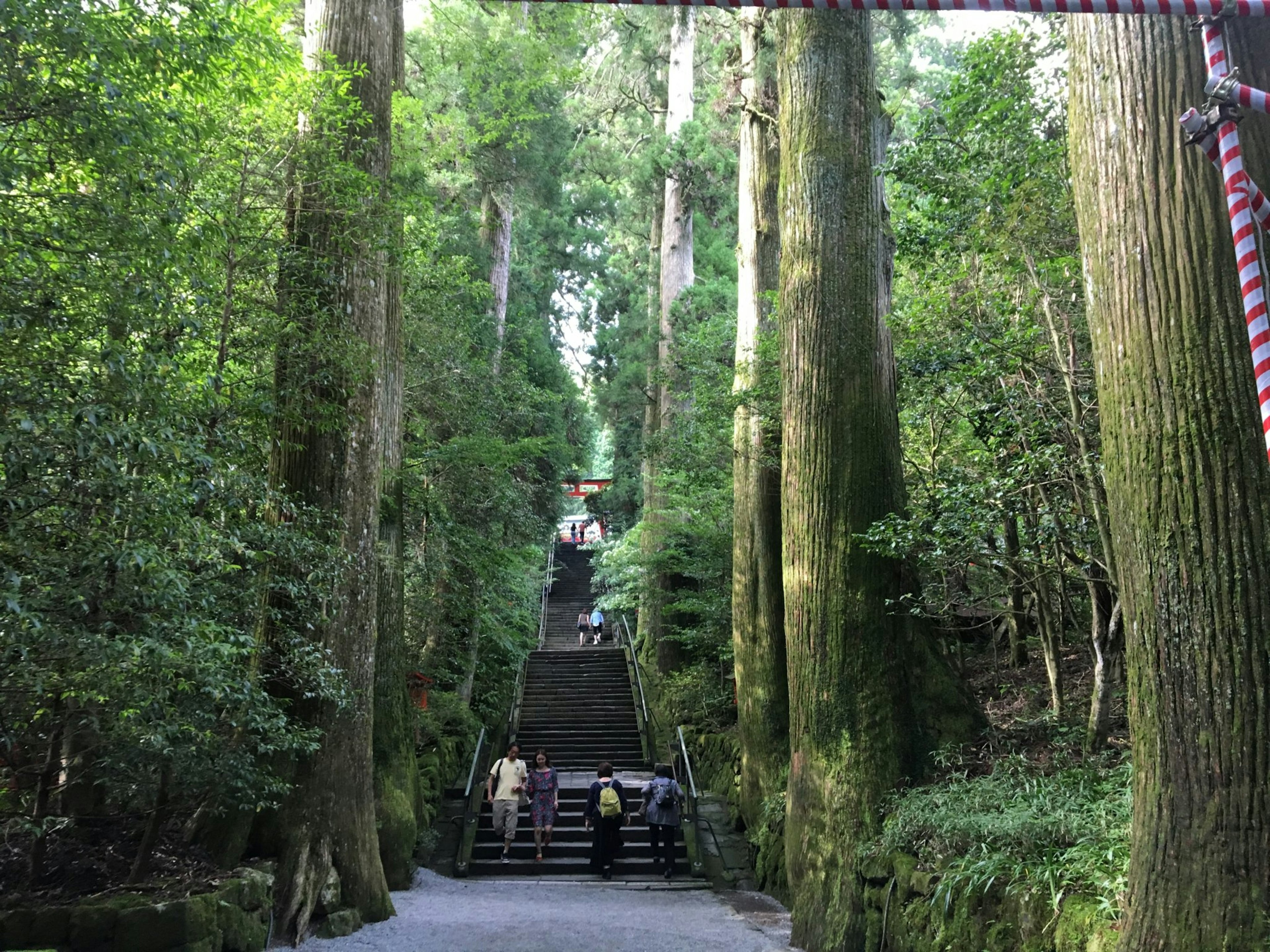 Stone steps leading through a lush green forest with tall trees