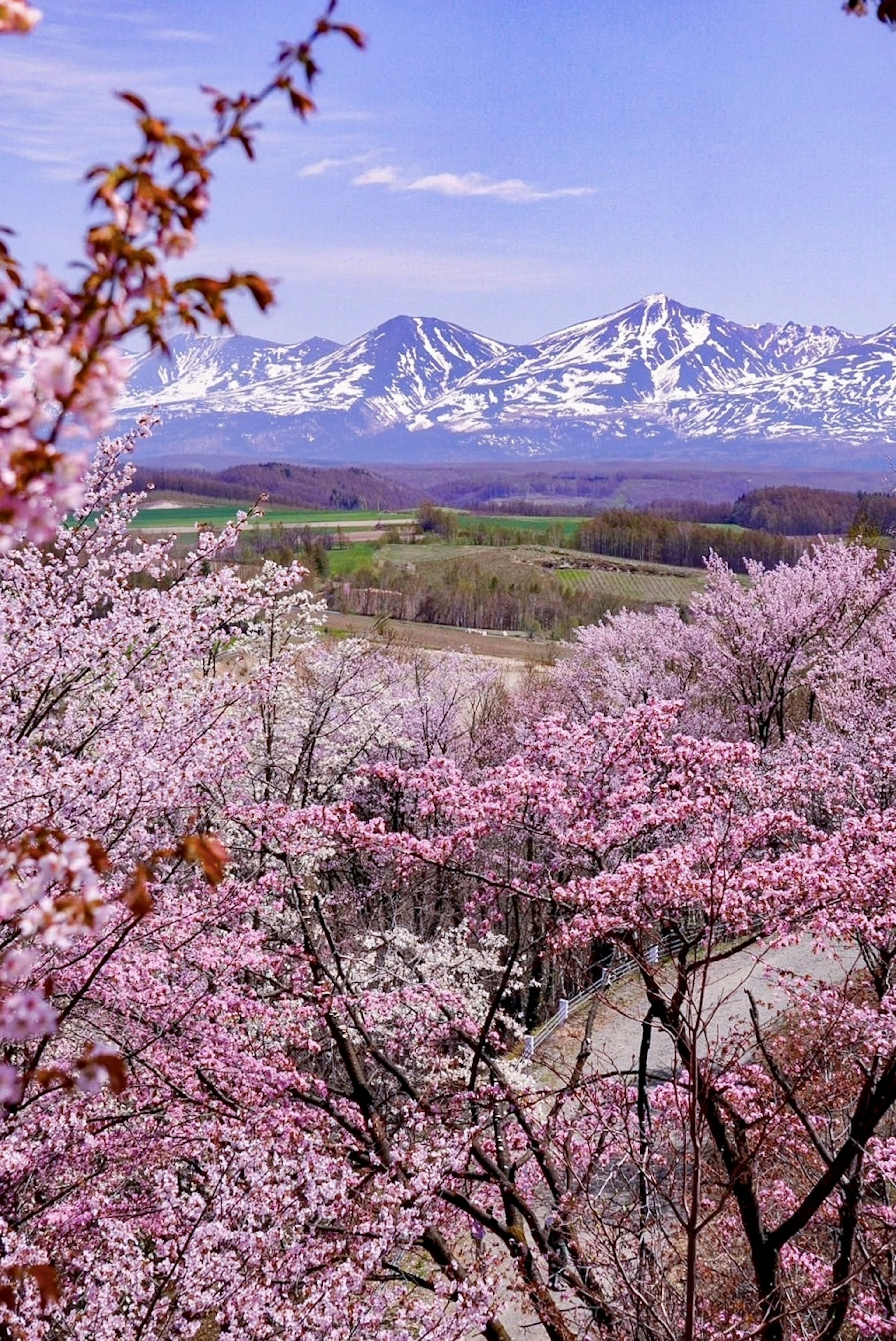 美しい桜の木々と雪をかぶった山々の風景