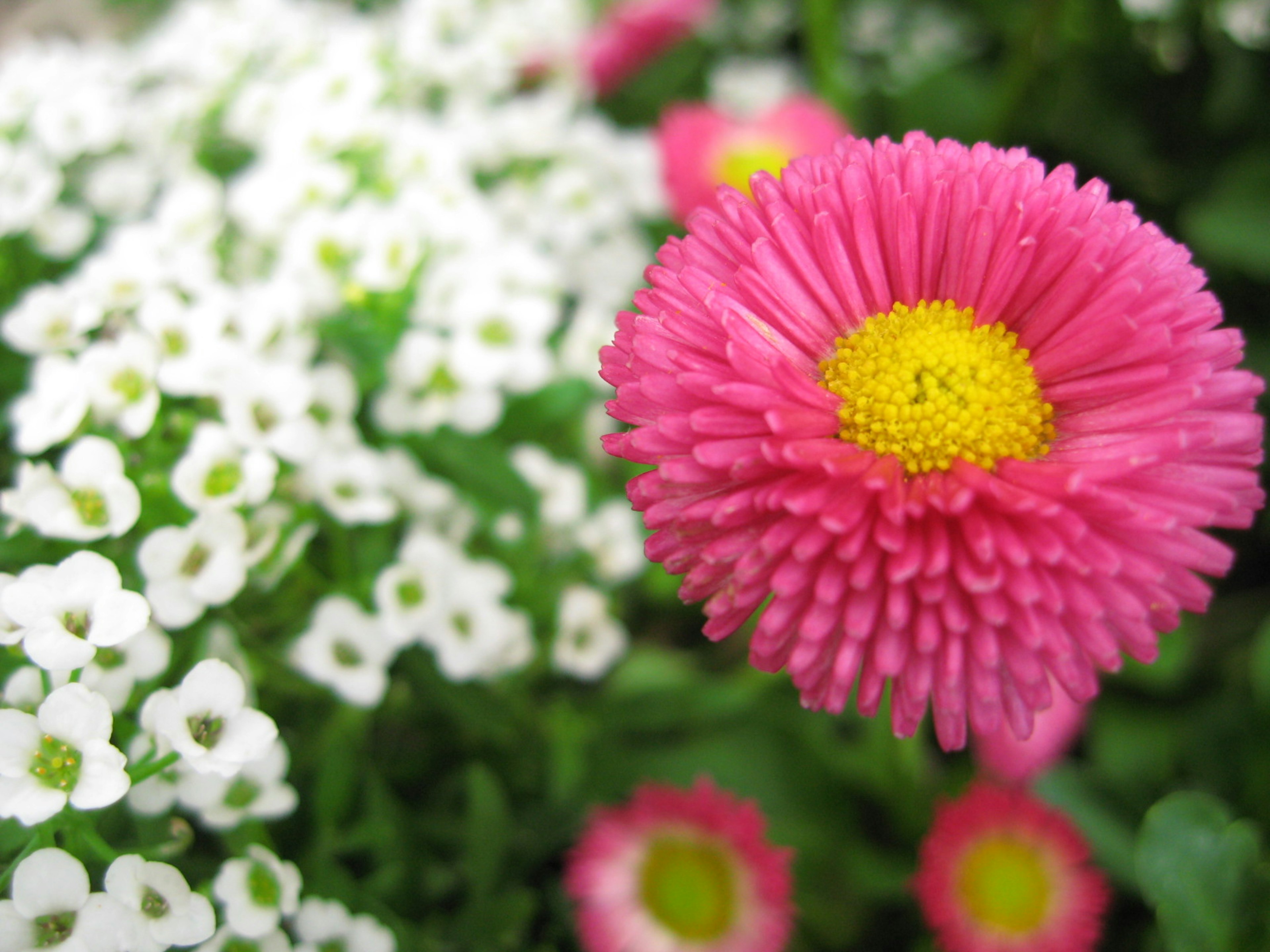 Jardin magnifique avec des fleurs roses et blanches