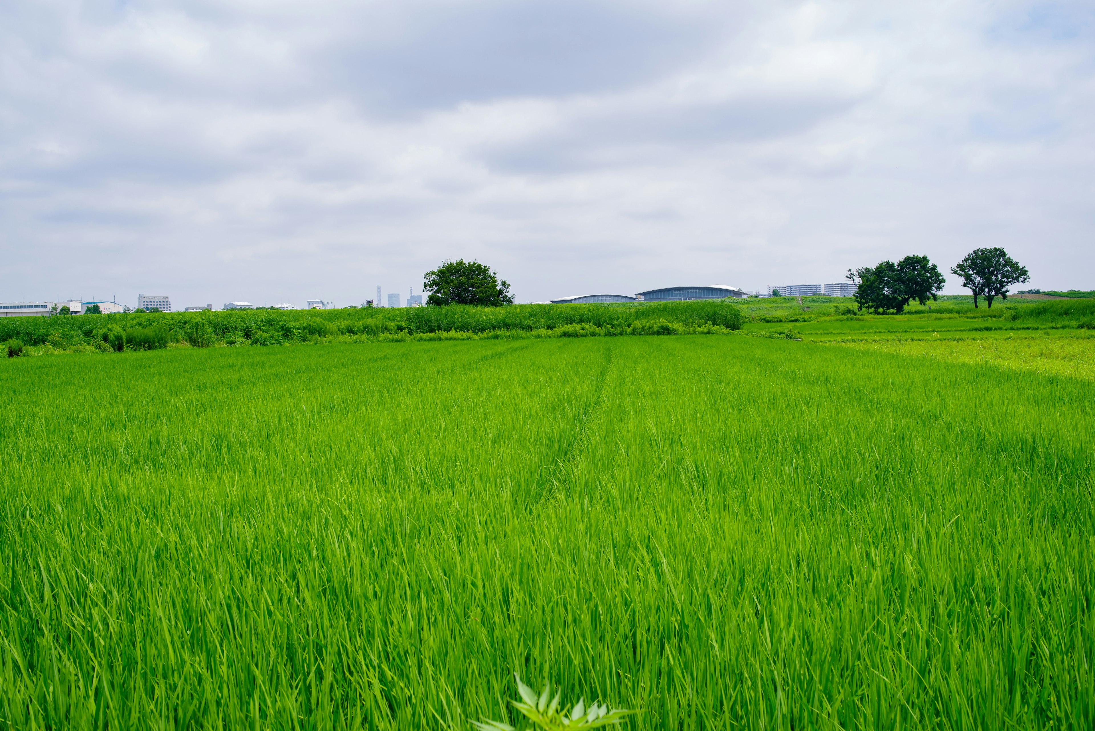 Campo de arroz verde vibrante bajo un cielo nublado