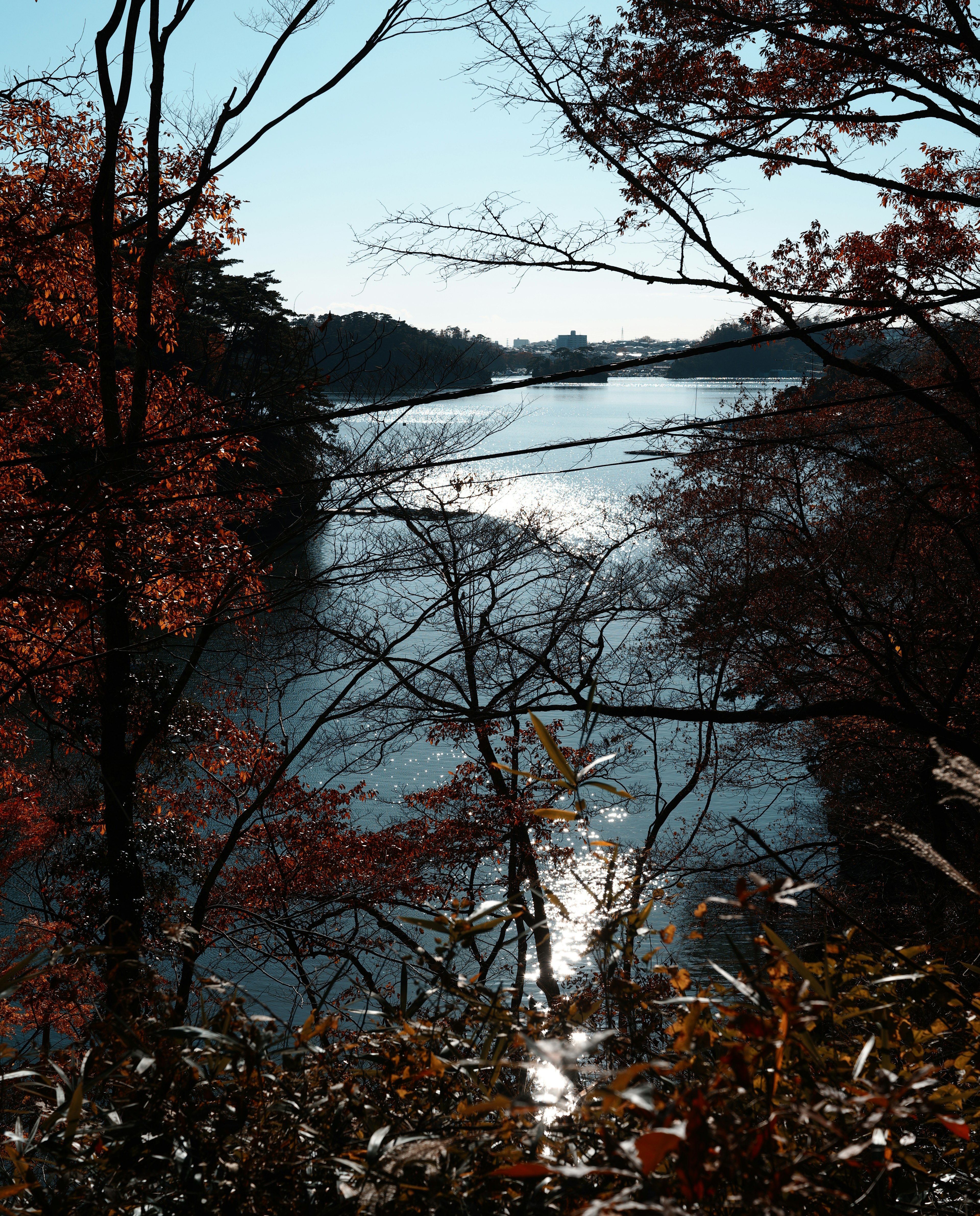 秋天的樹葉和寧靜的河流風景