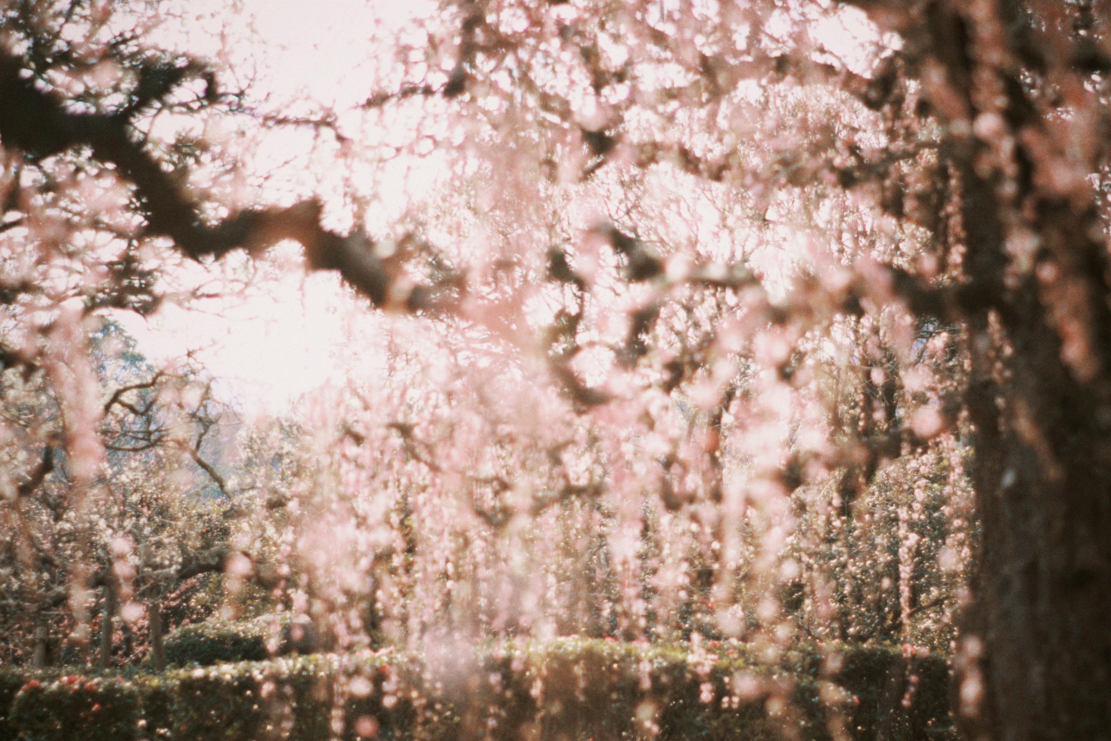 柔らかい光の中で咲く桜の花が垂れ下がる風景