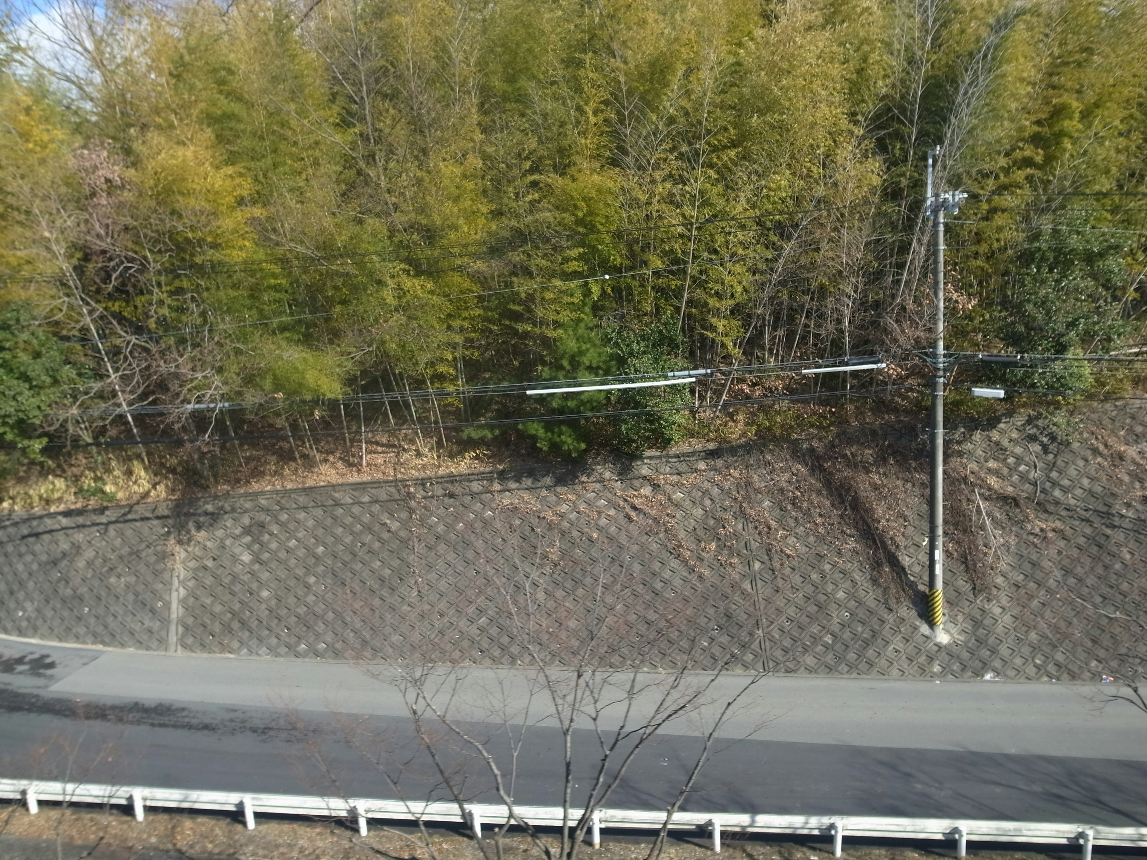 Scène de forêt de bambous à côté d'une route avec un poteau électrique