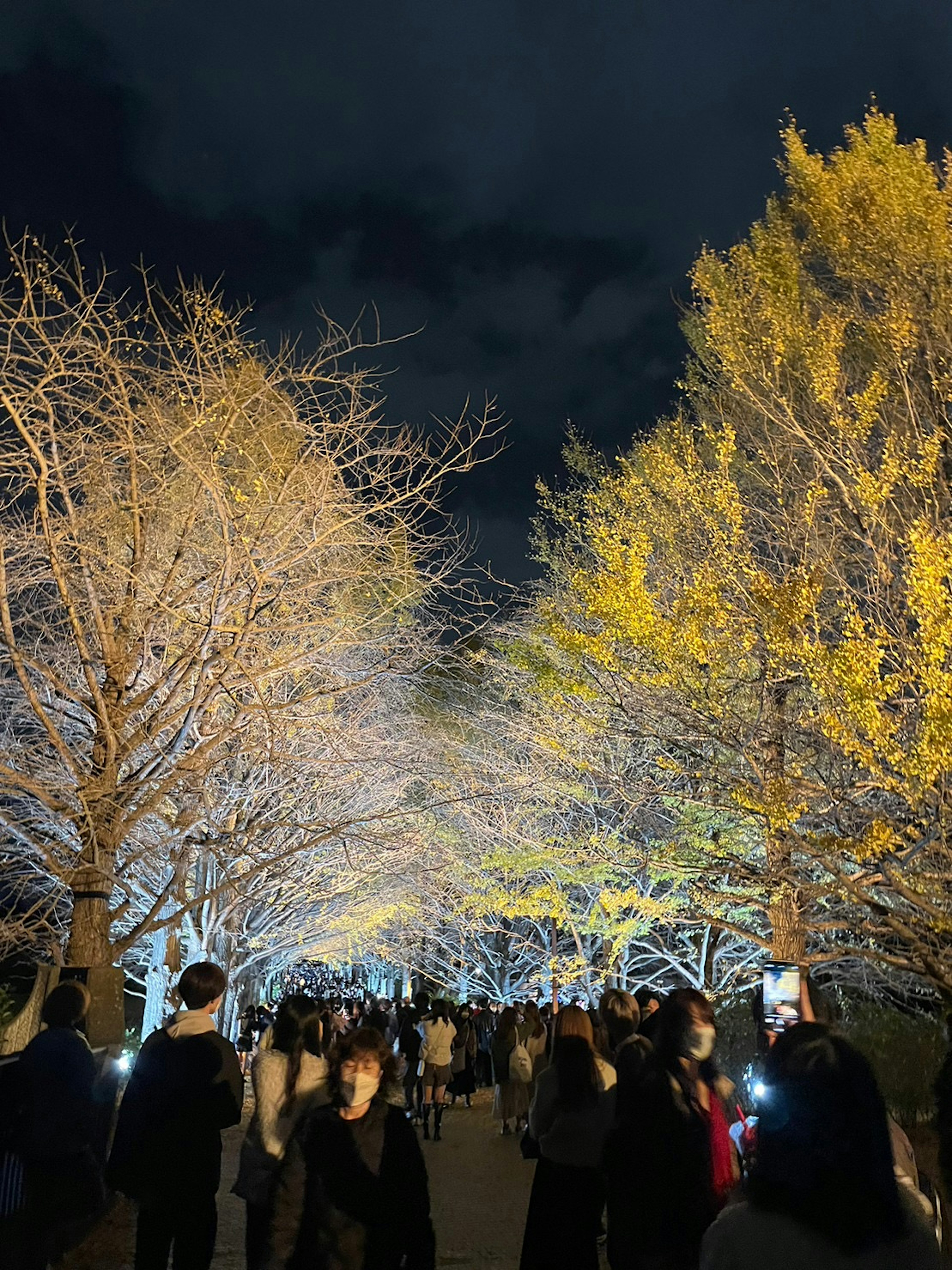 夜の公園に照らされた木々と観客の行列