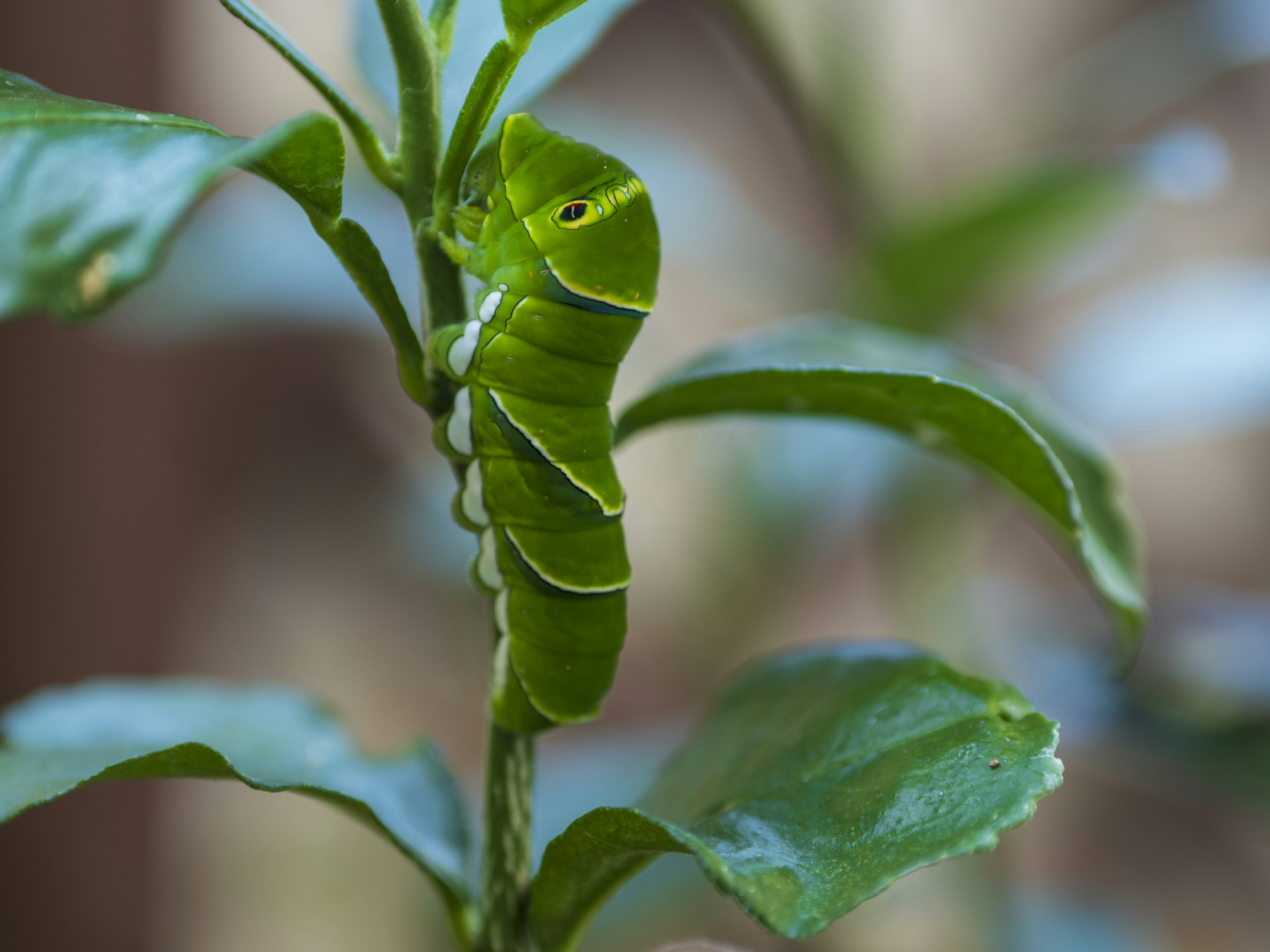 Chenille verte reposant sur des feuilles vertes