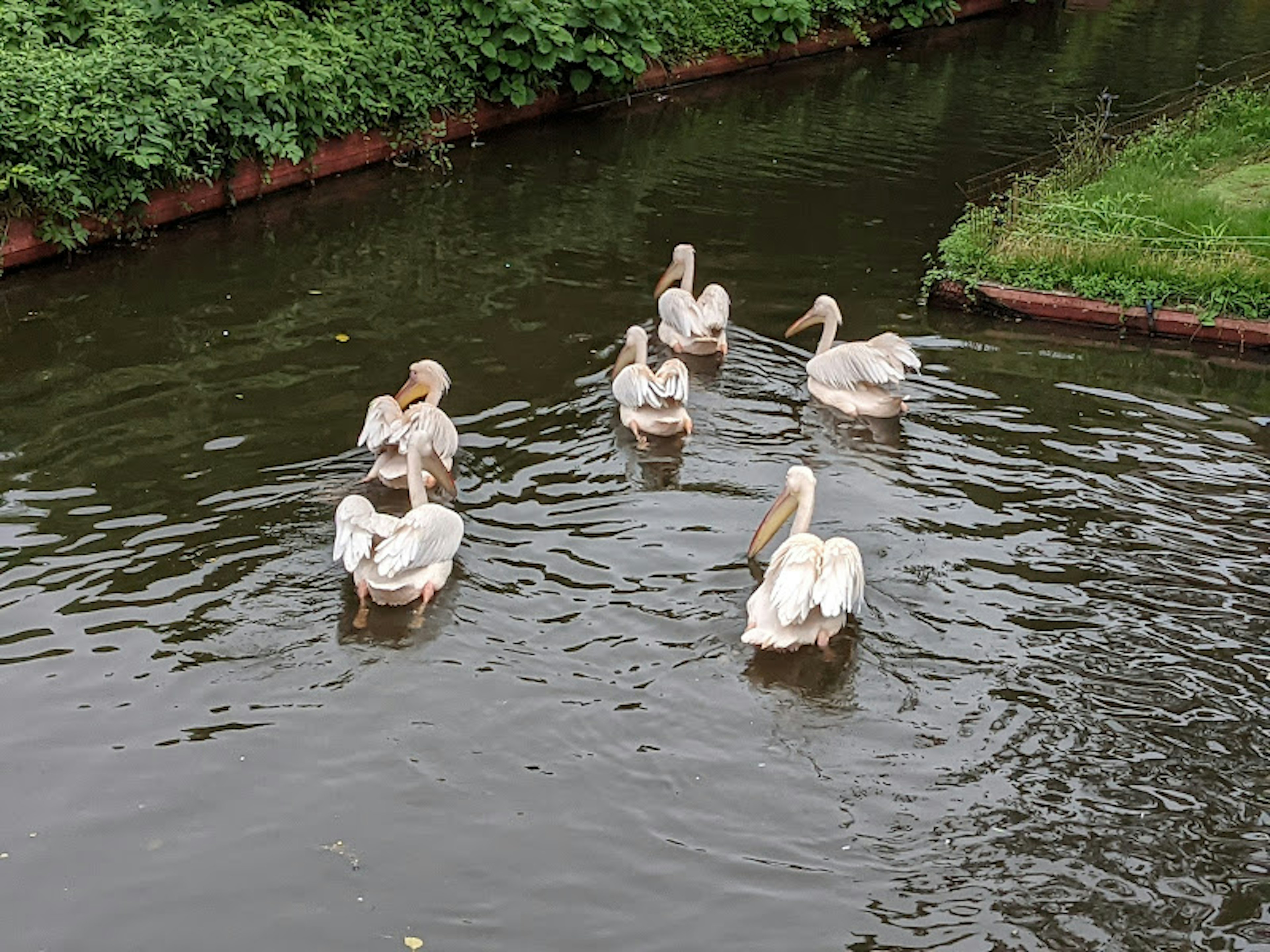 White swans swimming on the water with green foliage in the background