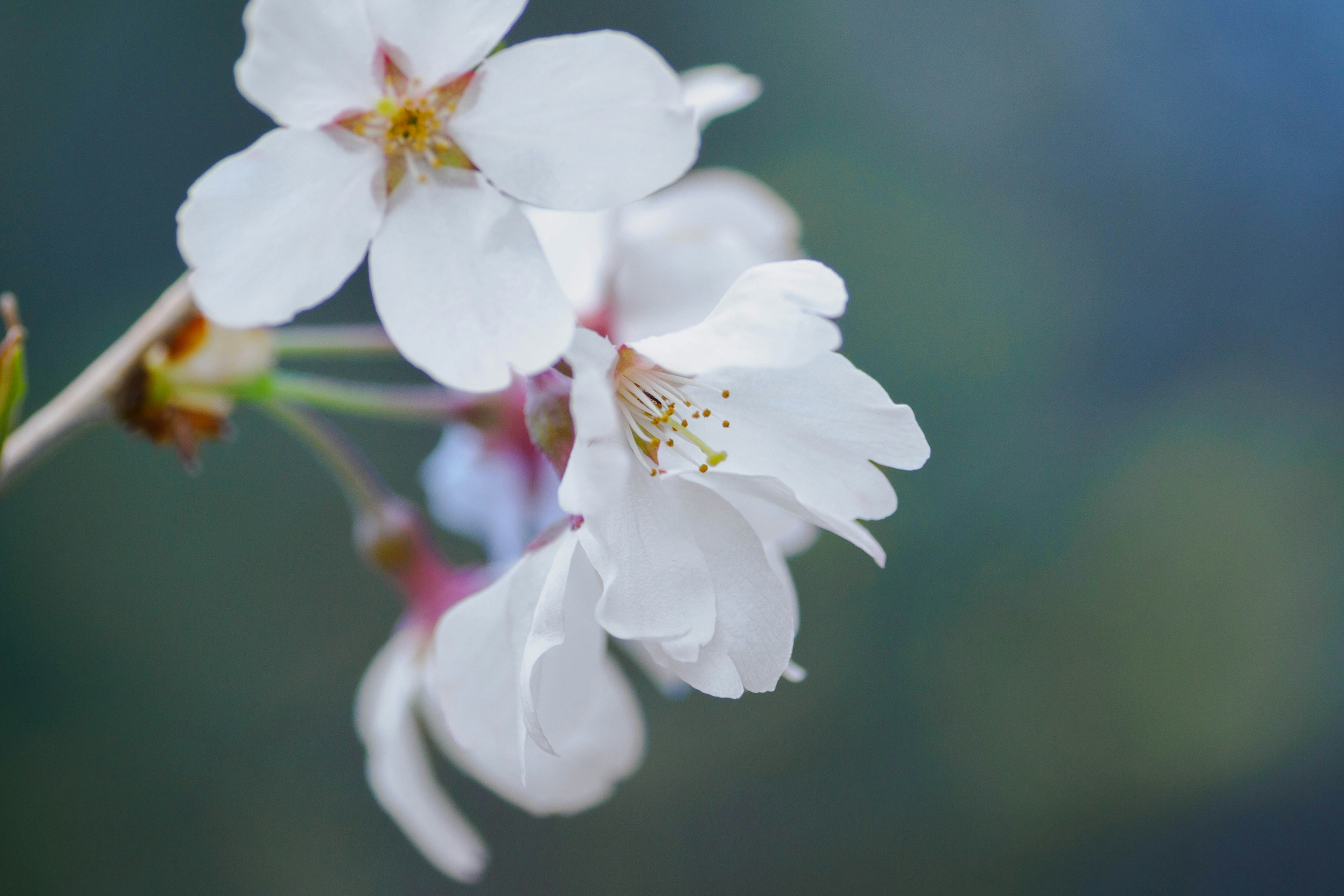 Weiße Kirschblüten vor einem verschwommenen blauen Hintergrund