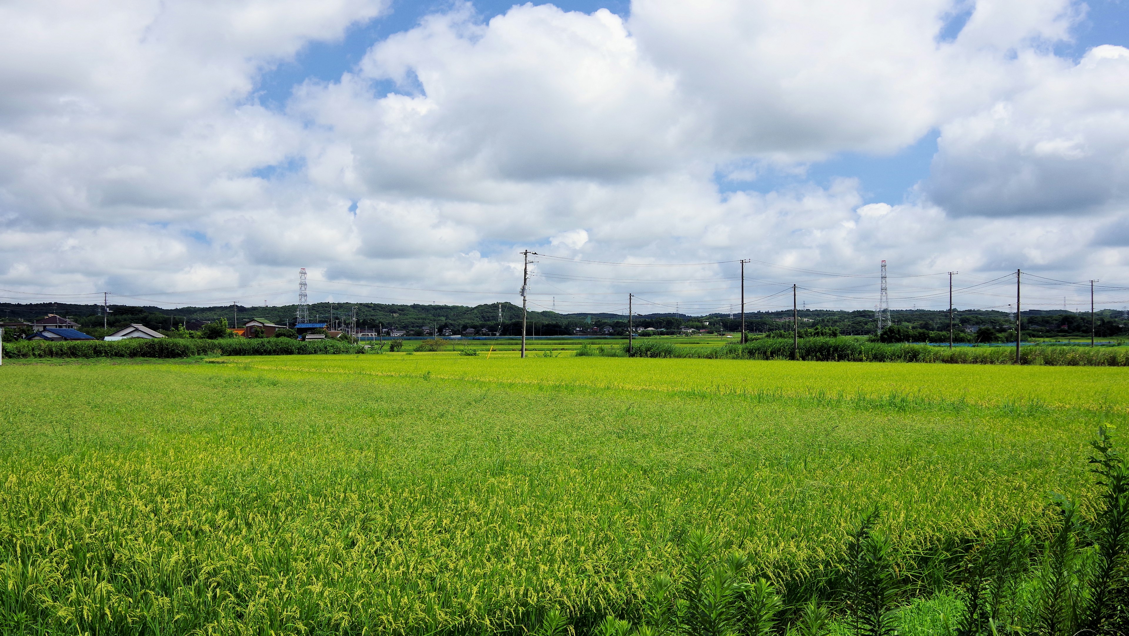 Ladang padi hijau subur di bawah langit mendung