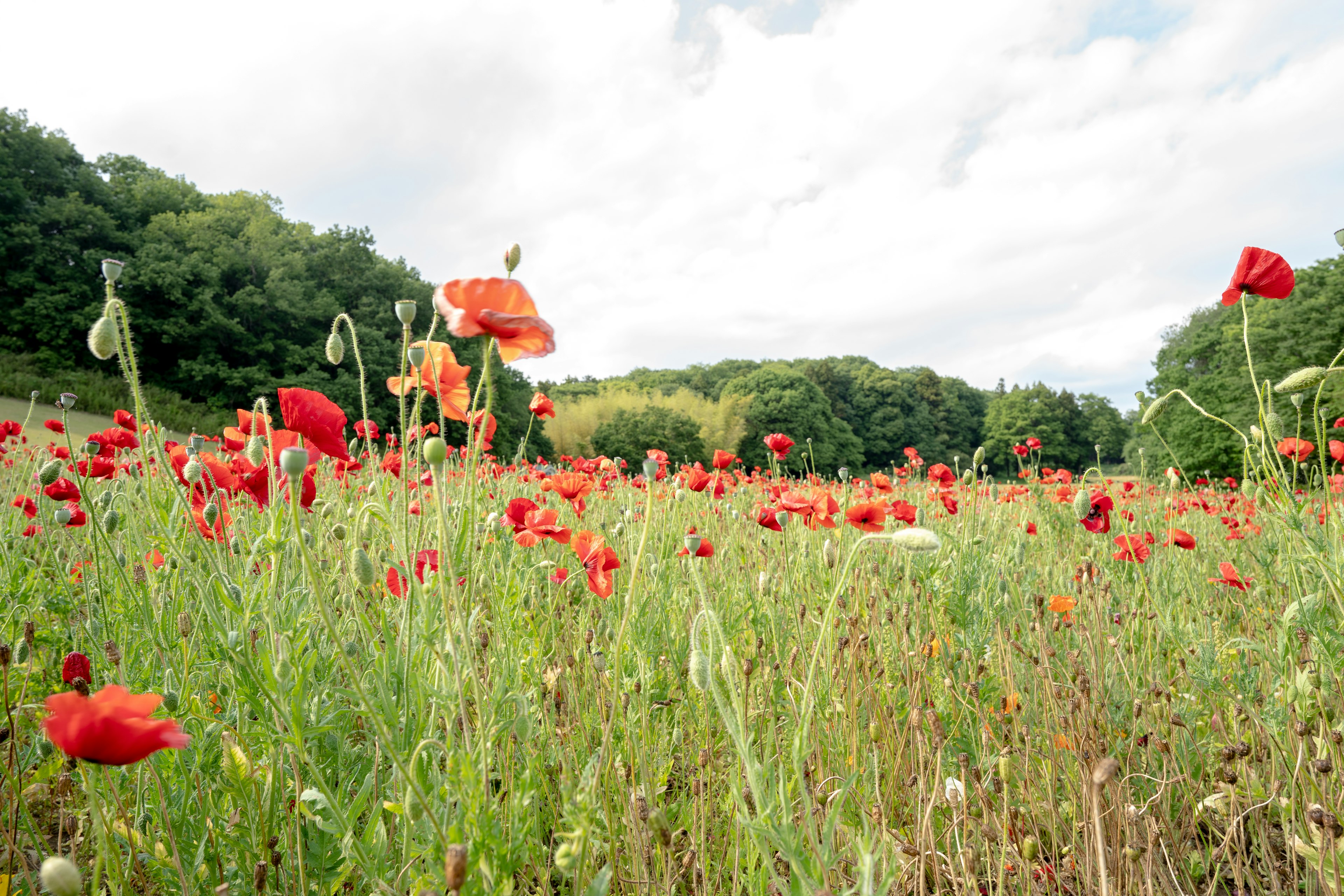 Un hermoso campo de amapolas rojas en flor