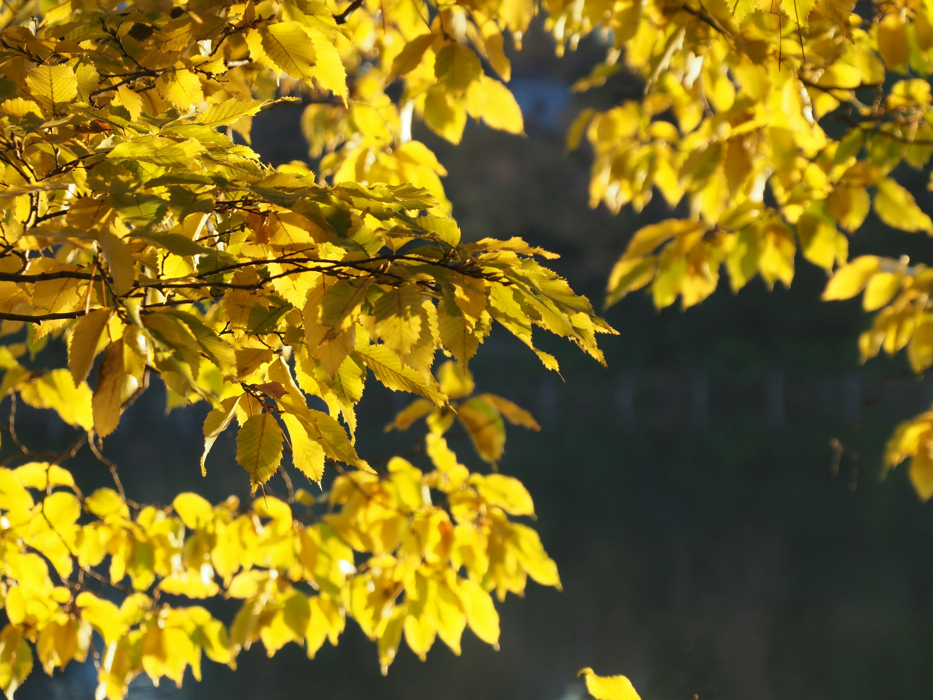 Feuilles jaunes vibrantes avec une surface d'eau réfléchissante en arrière-plan