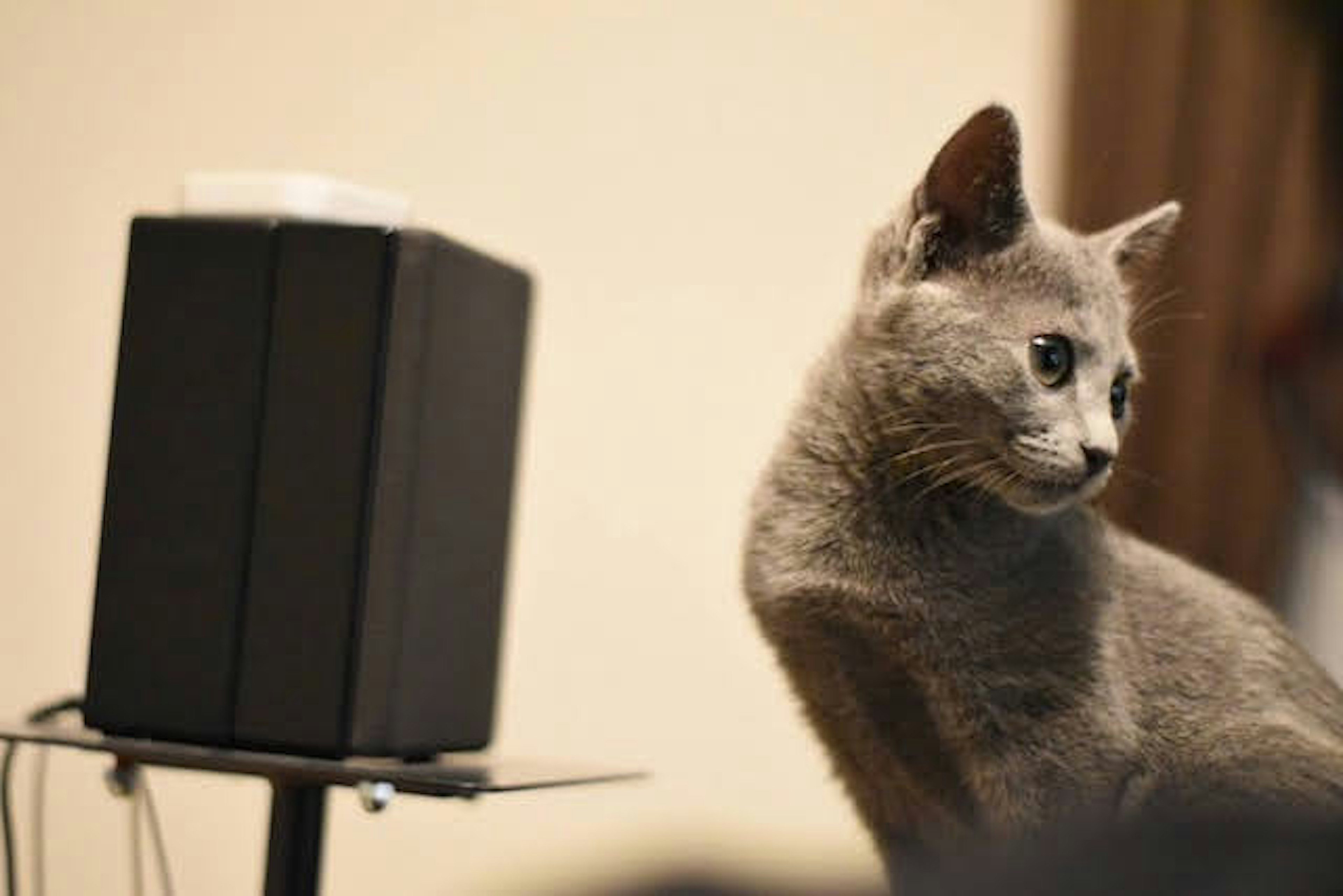 Gato gris sentado al lado de un altavoz