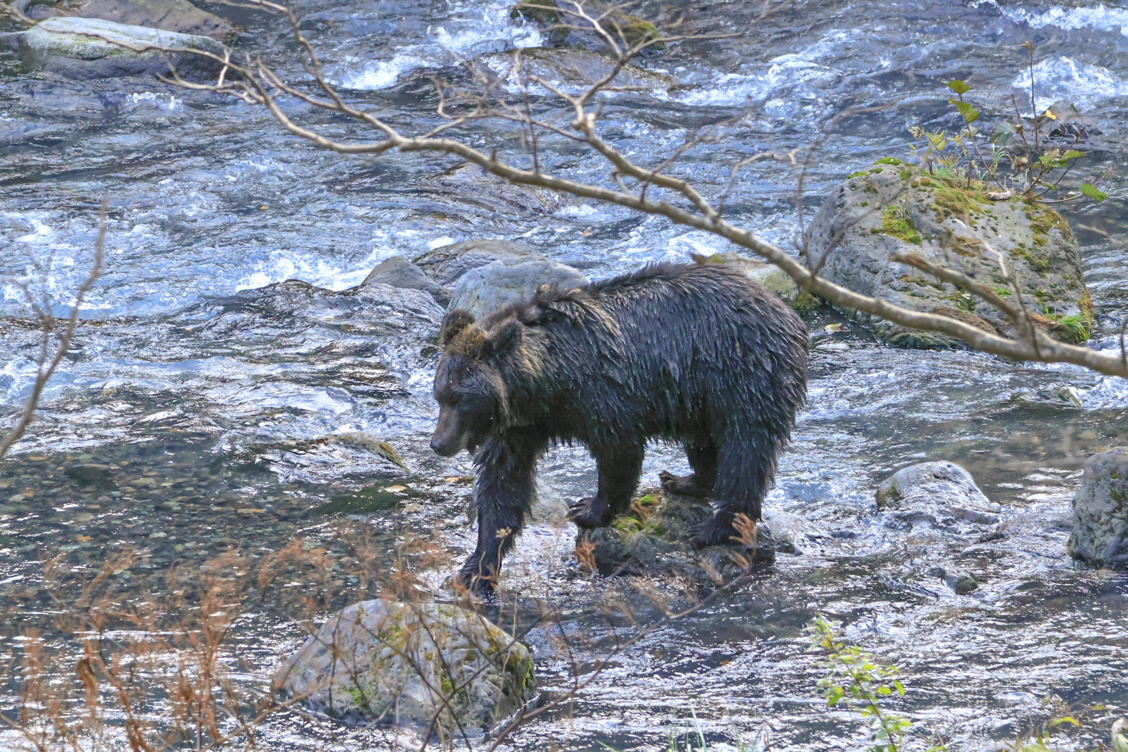 川の中で歩いているクマの画像