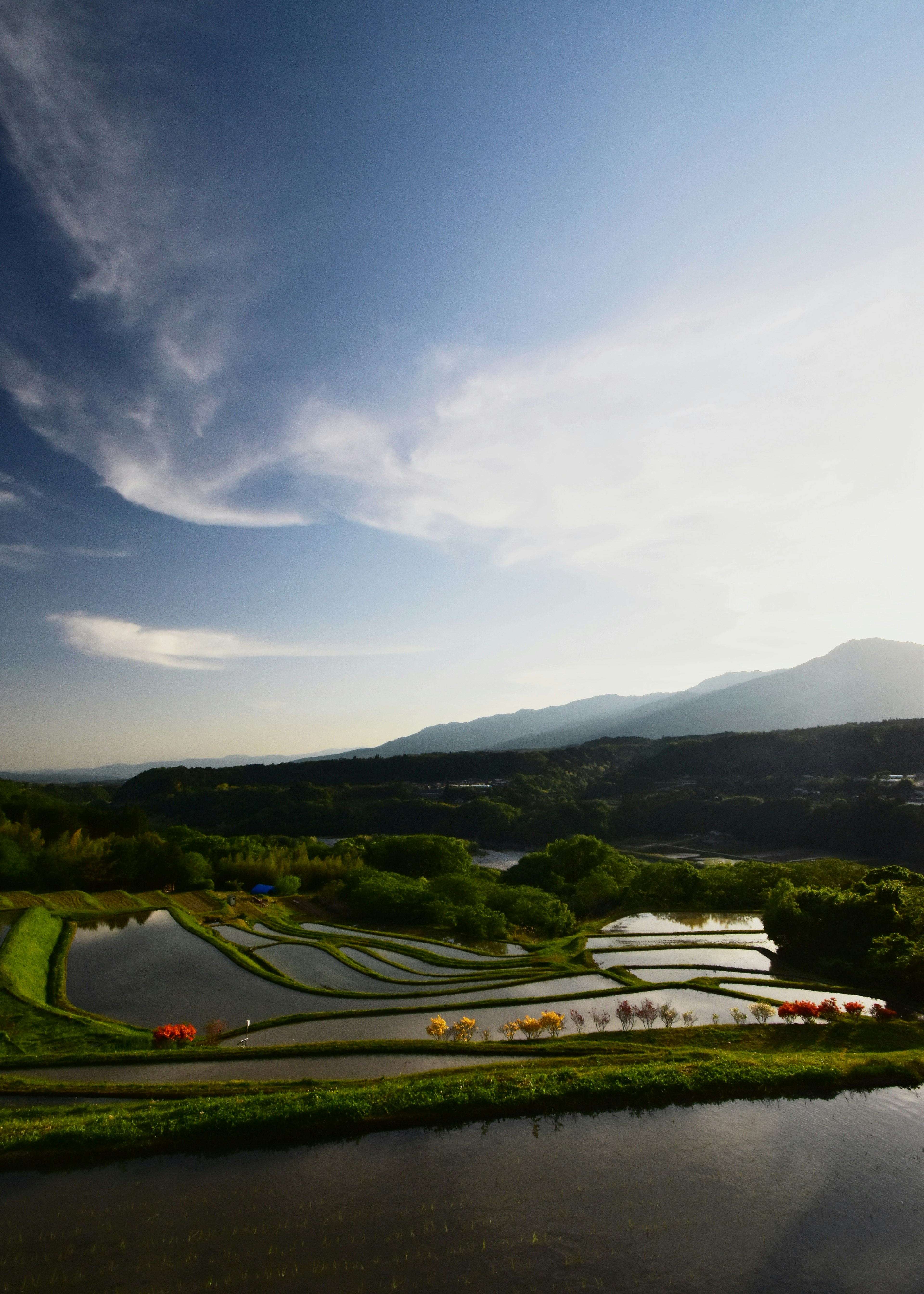 Lush green rice fields under a blue sky with mountains in the background