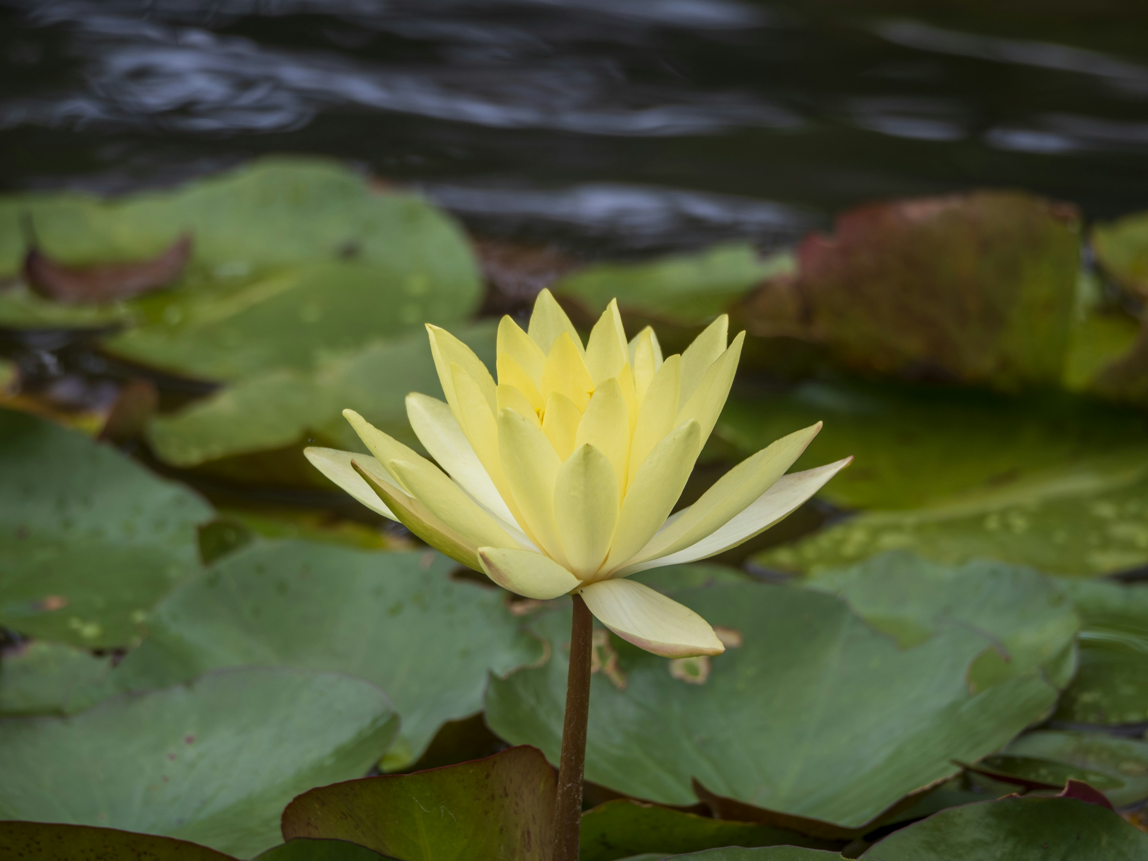 Fleur de nénuphar jaune flottant sur l'eau avec des feuilles vertes