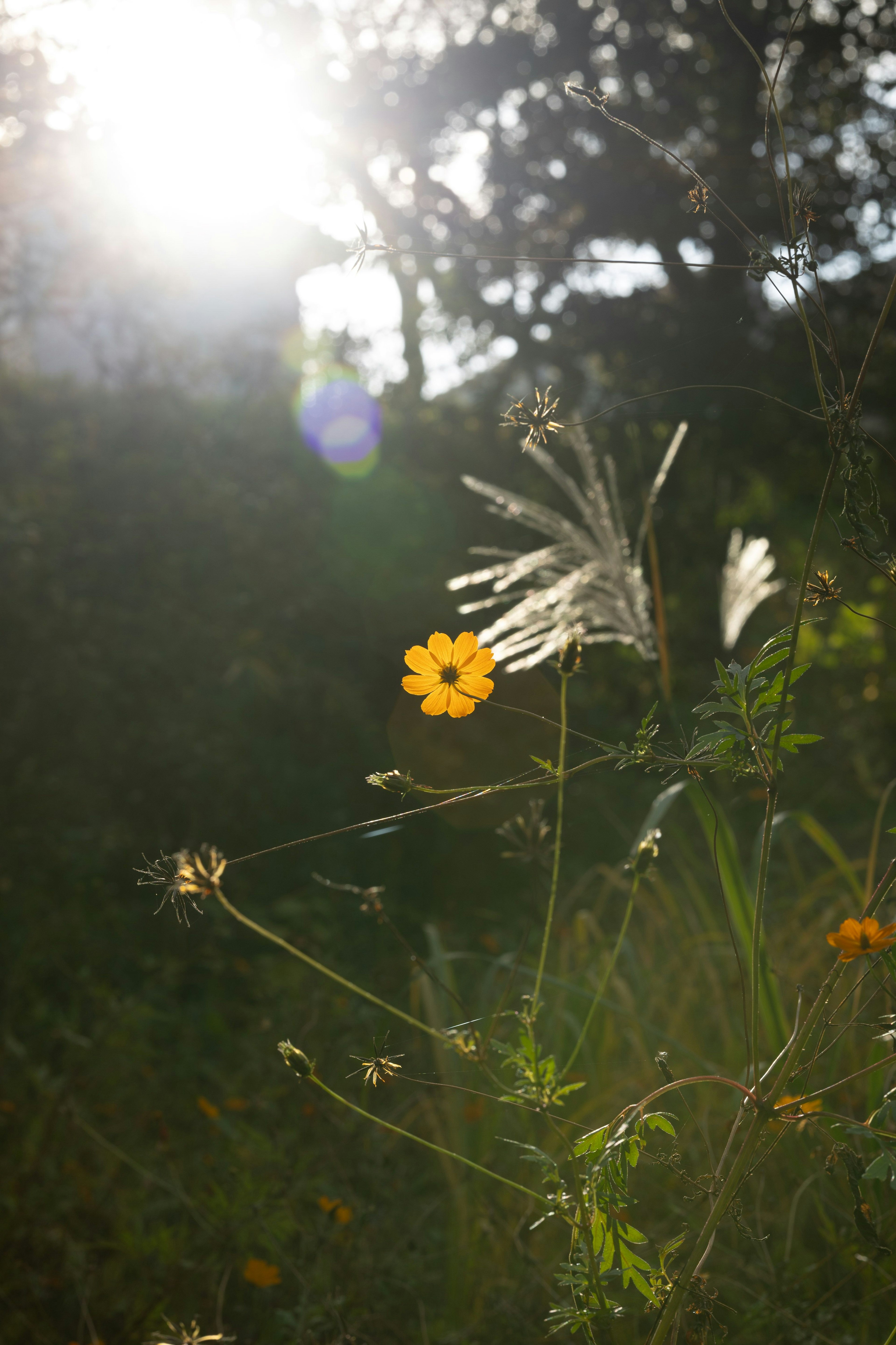 Un fiore giallo che sboccia alla luce del sole circondato da piante verdi