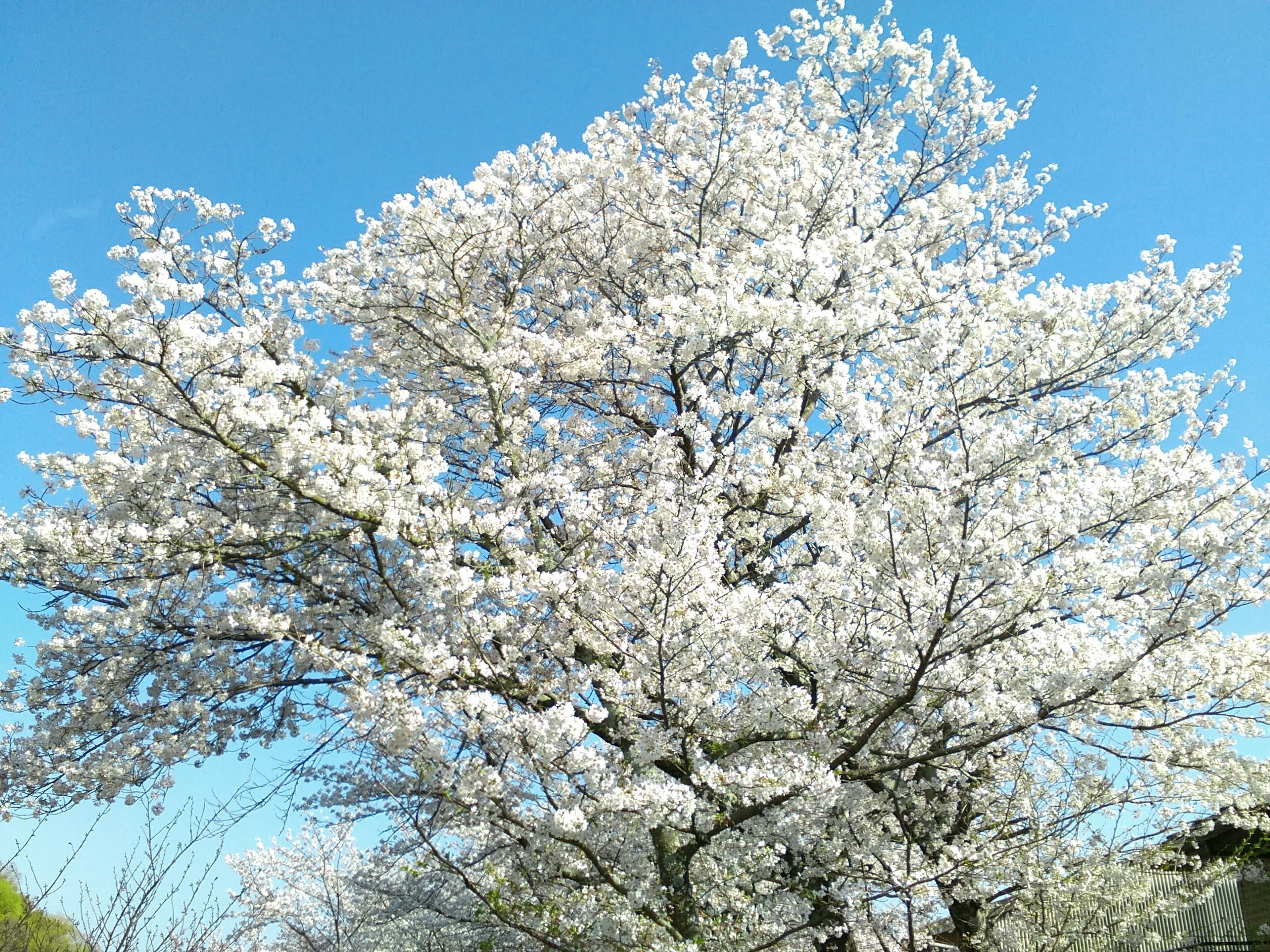 Albero di ciliegio in piena fioritura contro un cielo blu chiaro