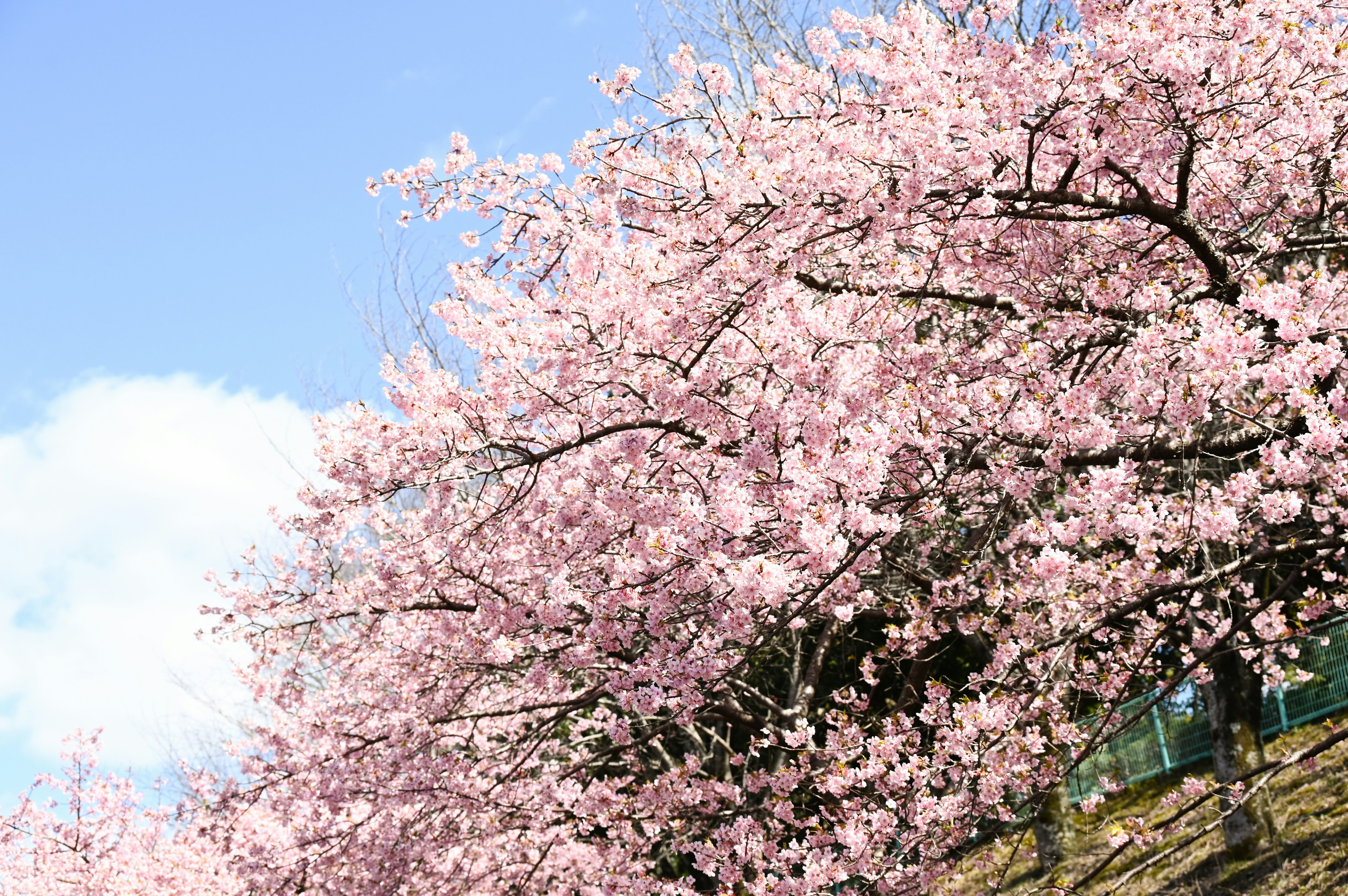 Pohon sakura berbunga dengan bunga merah muda di latar belakang langit biru