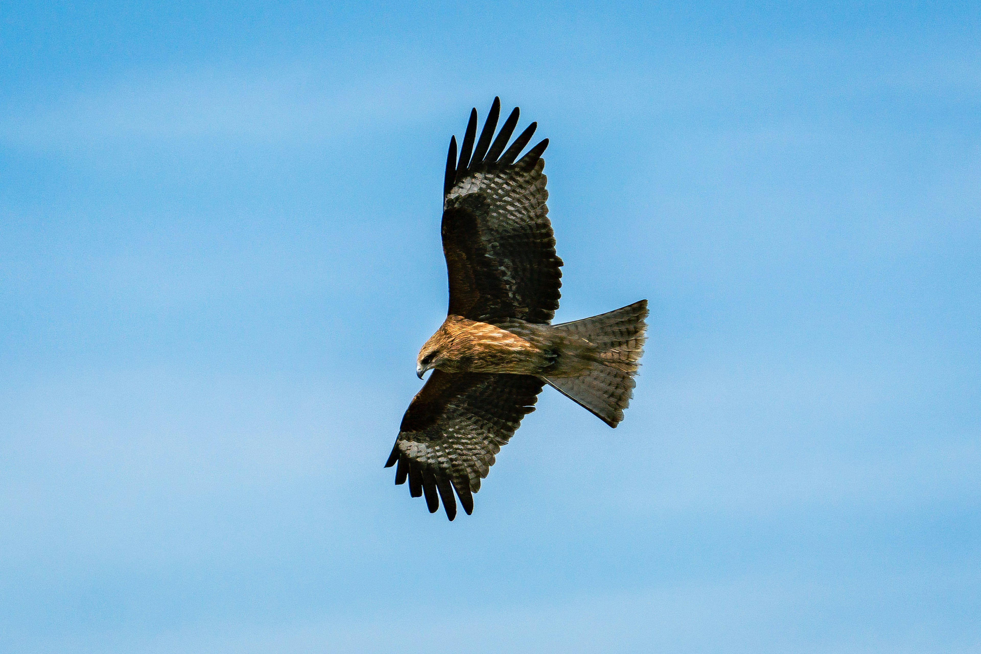 Un falco che vola contro un cielo blu