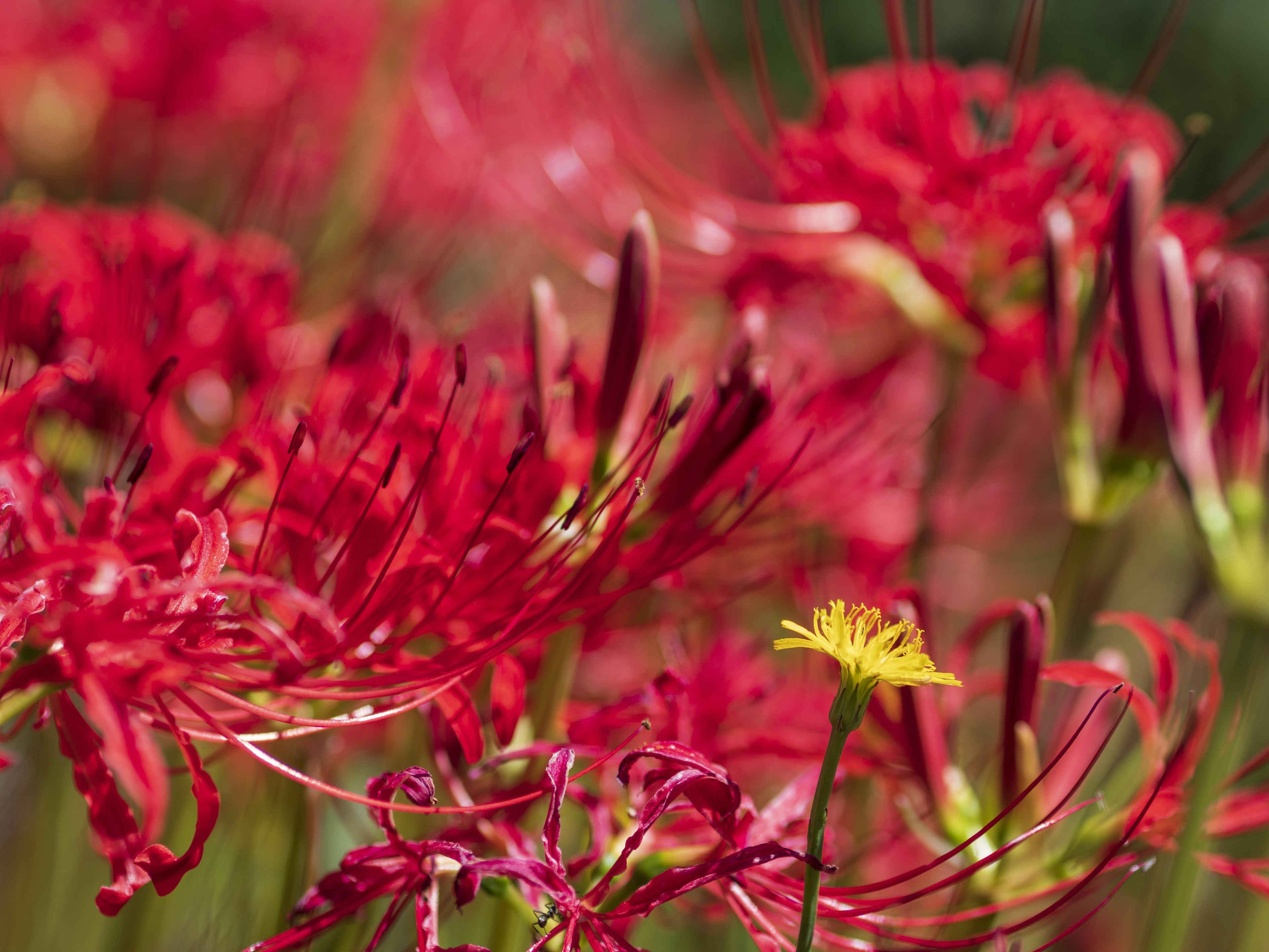 Des lys araignées rouges vibrants fleurissent avec une seule fleur jaune parmi eux